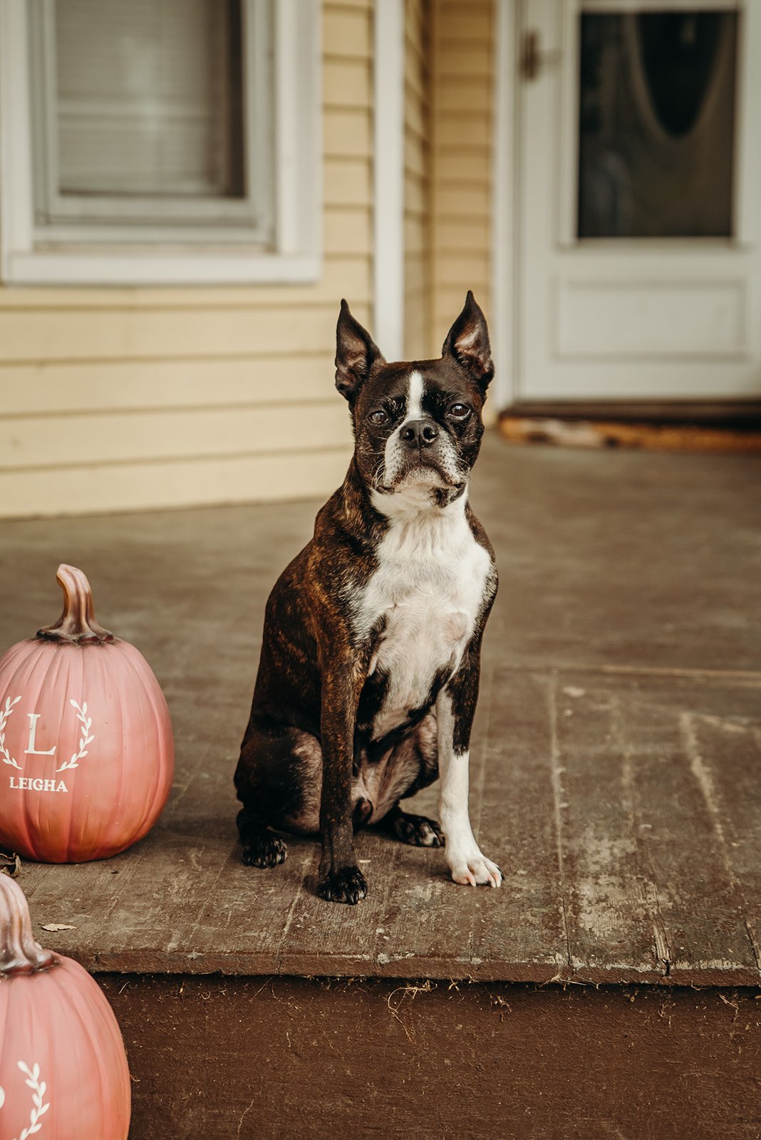 A brindle and white Boston Terrier sitting on a porch next to pink pumpkins, with a beige house and a white door in the background.