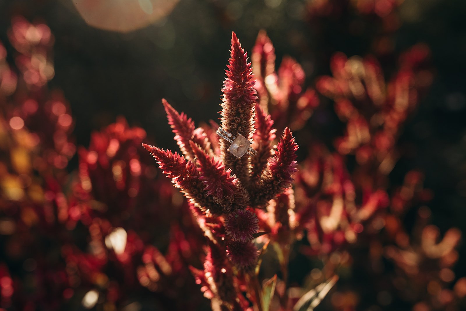 A close-up of a red, fuzzy plant with a ring placed on one of its stalks, backlit by sunlight with a dark, blurred background.