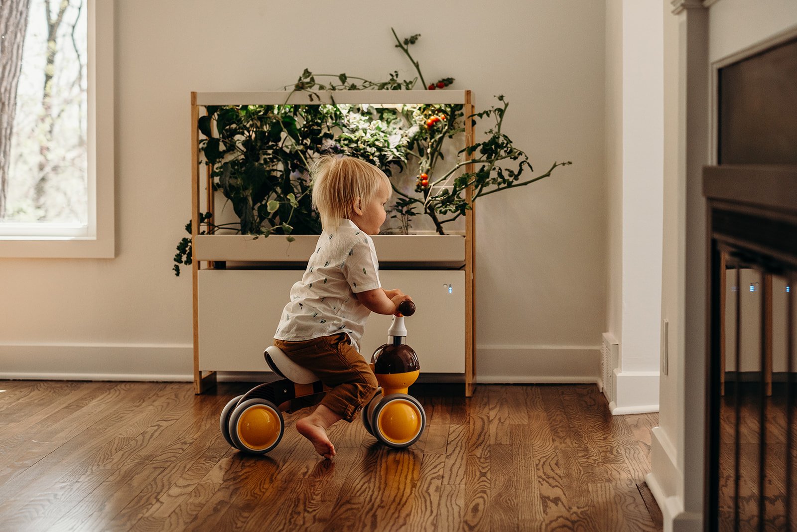 A young child riding a tricycle inside a house with wooden floors, near a plant and a window.