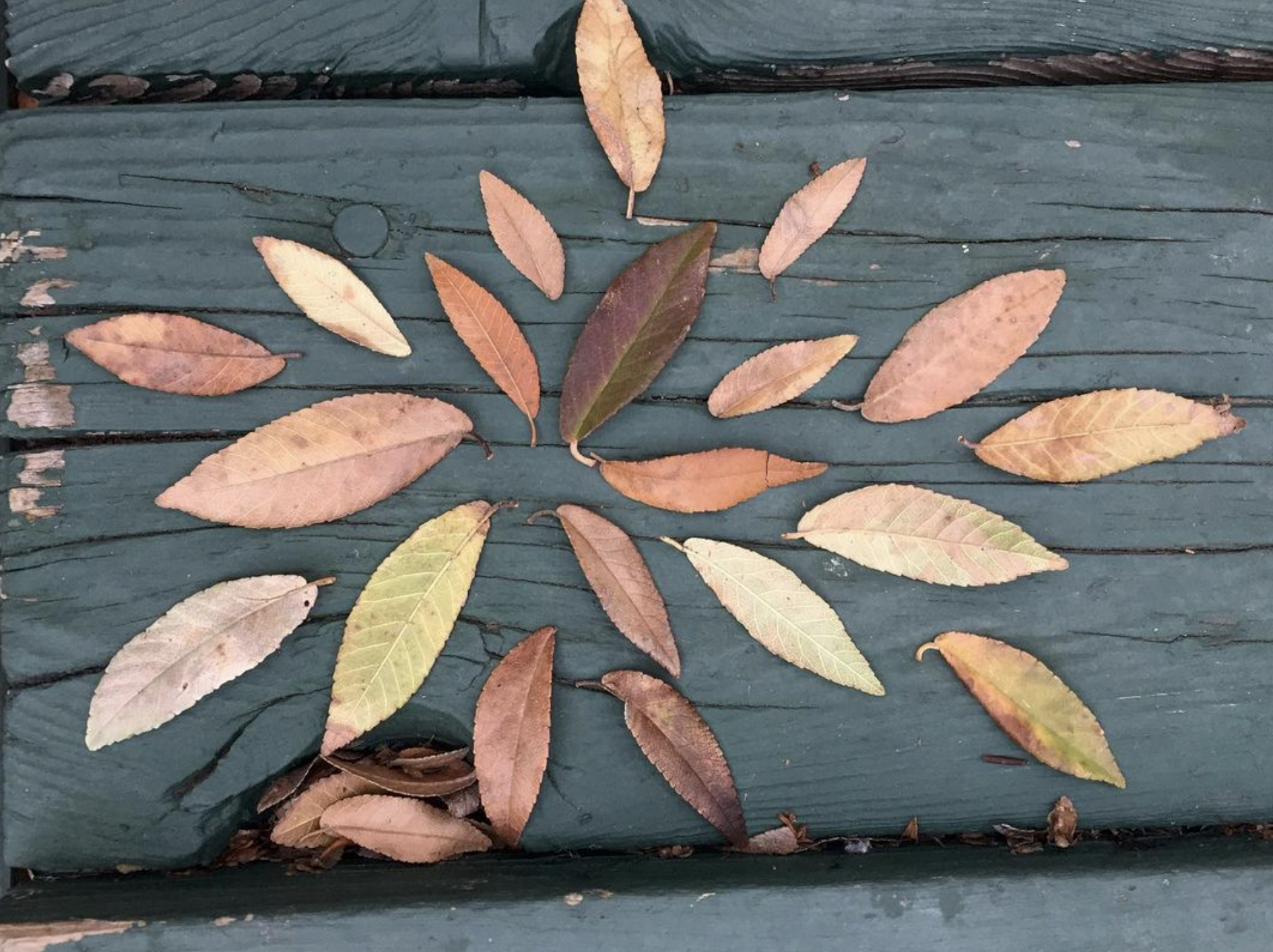 Screen Shot 2022-06-19 at 4.35.31 PM.png