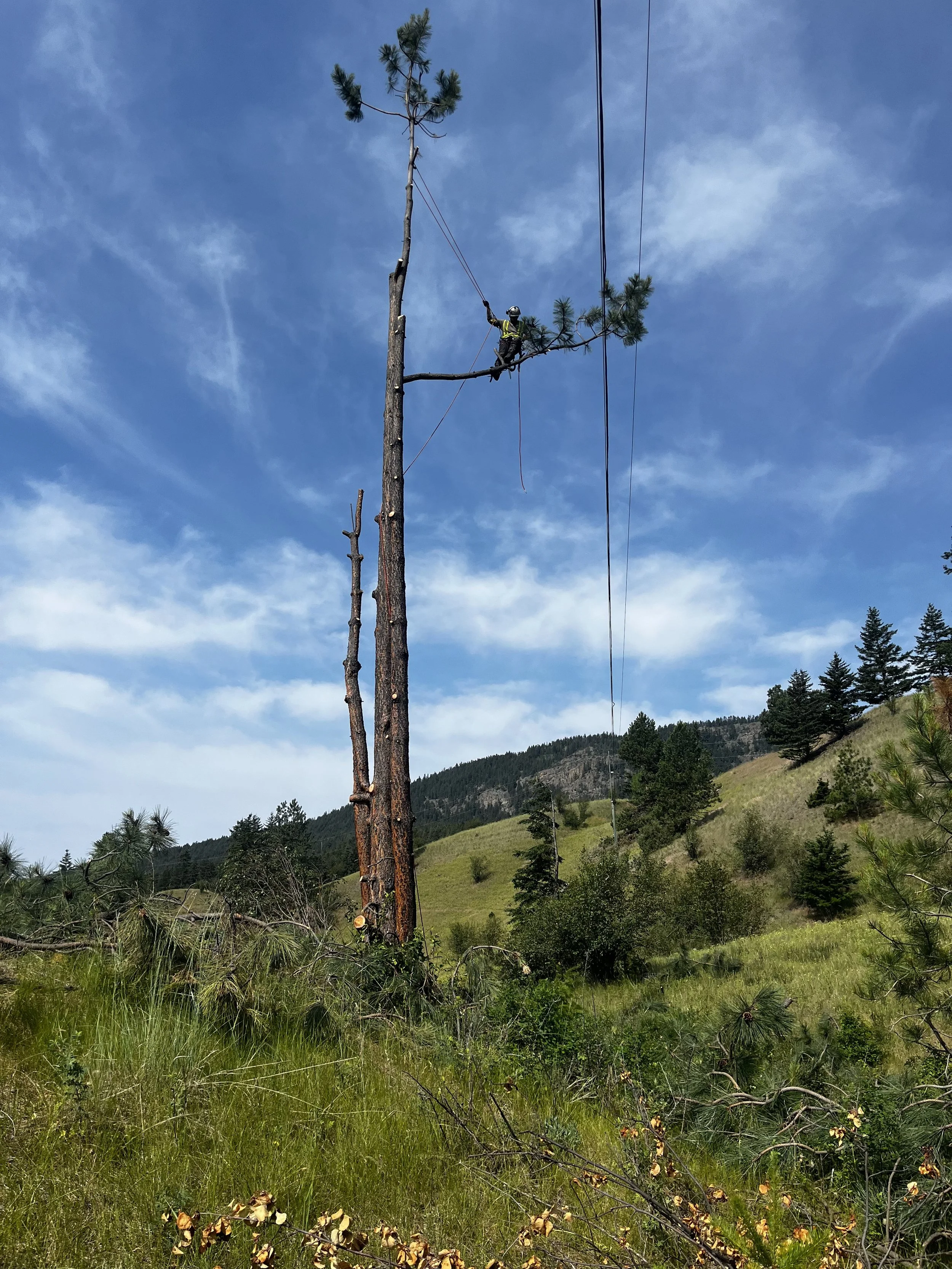 Removing a hazard tree next to a hydro line.