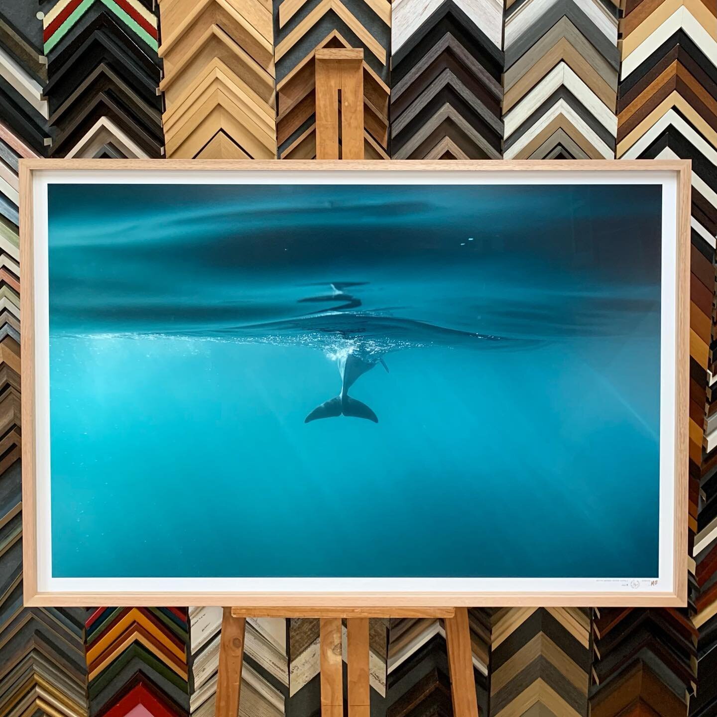 &ldquo;Split Fin&rdquo; This absolutely stunning locally shot print is from award winning photographer @petrichor.mb 
Framed in raw tassie oak, set back with oak spacer and finished in premium glass, is in store and available now. Check out his page 