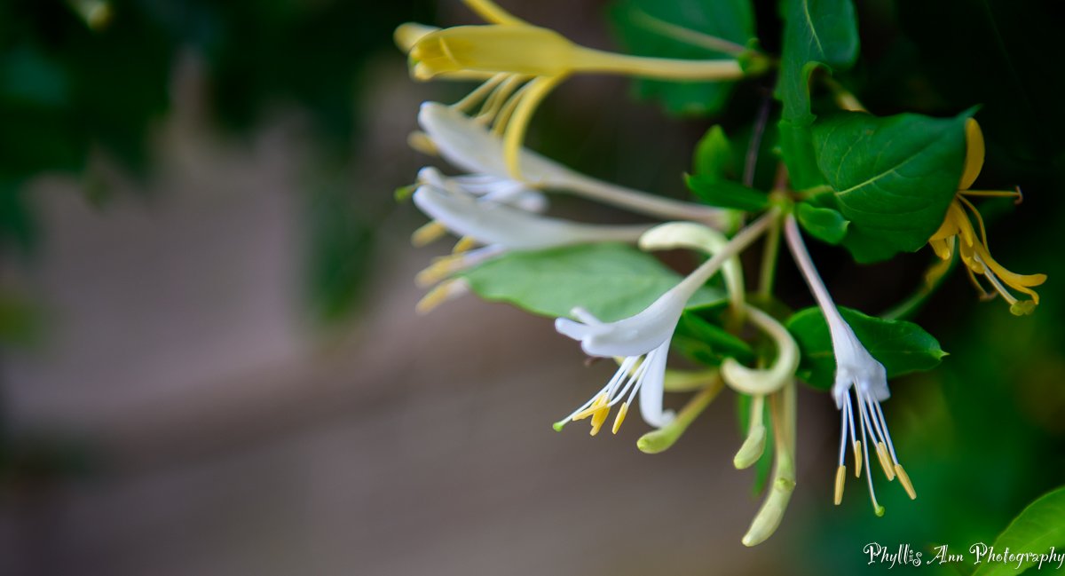 Fragrant memories