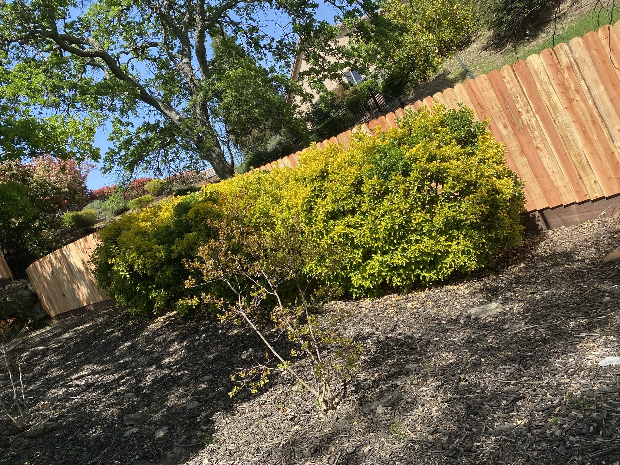 Dorrington Fence Replacement