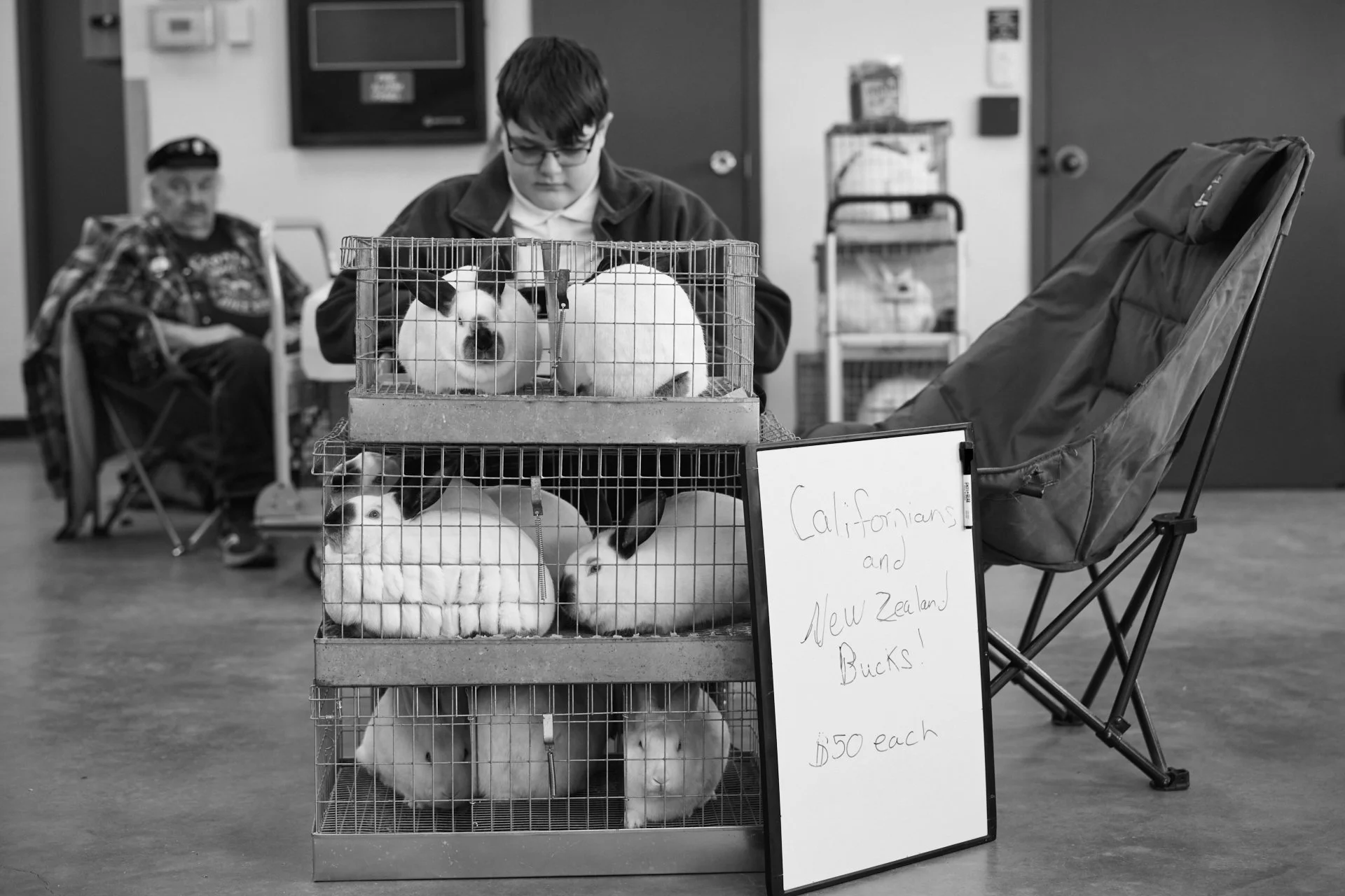 A young man with glasses sits behind a display of small rabbits in cages at a 4H rabbit show. A man in a wheelchair is blurred in the background. A sign in front of the cages reads 'Californians and New Zealand Bucks! $50 each'.