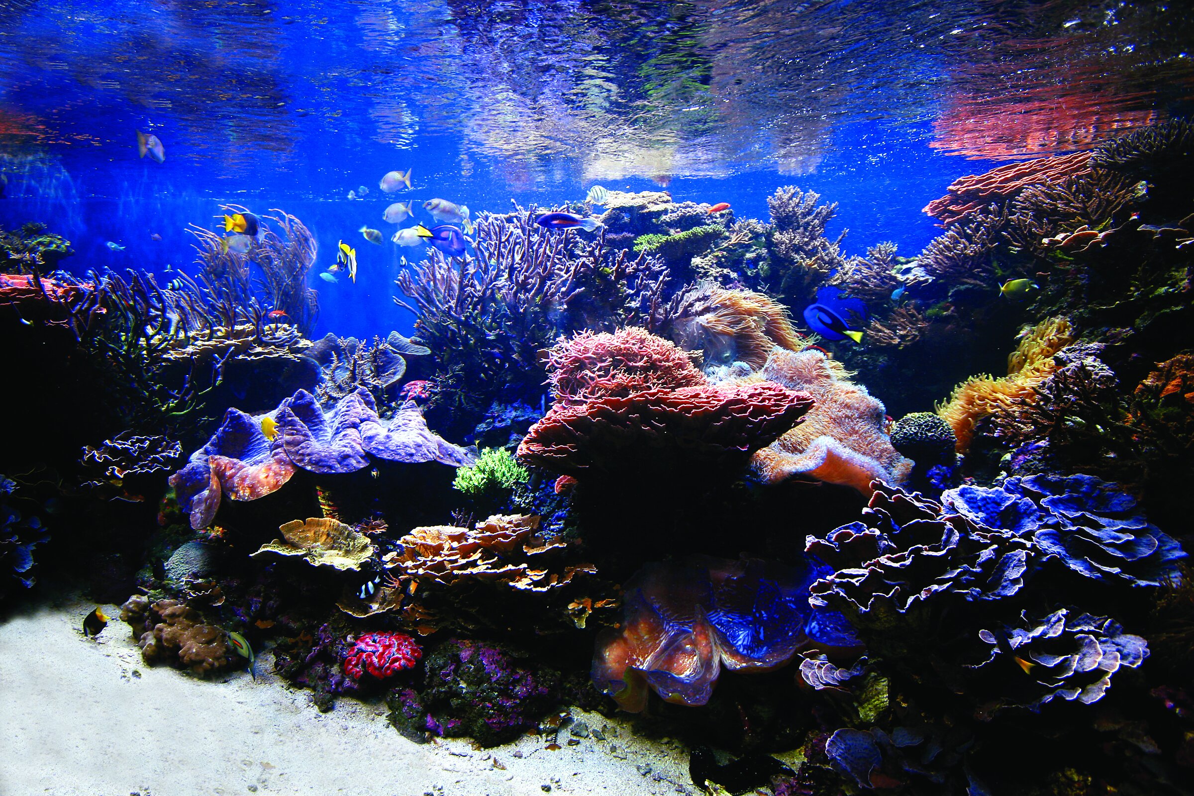  The Waikiki Aquarium is the second-oldest aquarium in the U.S. and boasts more than 500 species of marine life. As a working research center, adults and children alike can learn to appreciate our Pacific marine life ( photos courtesy Waikiki Aquariu