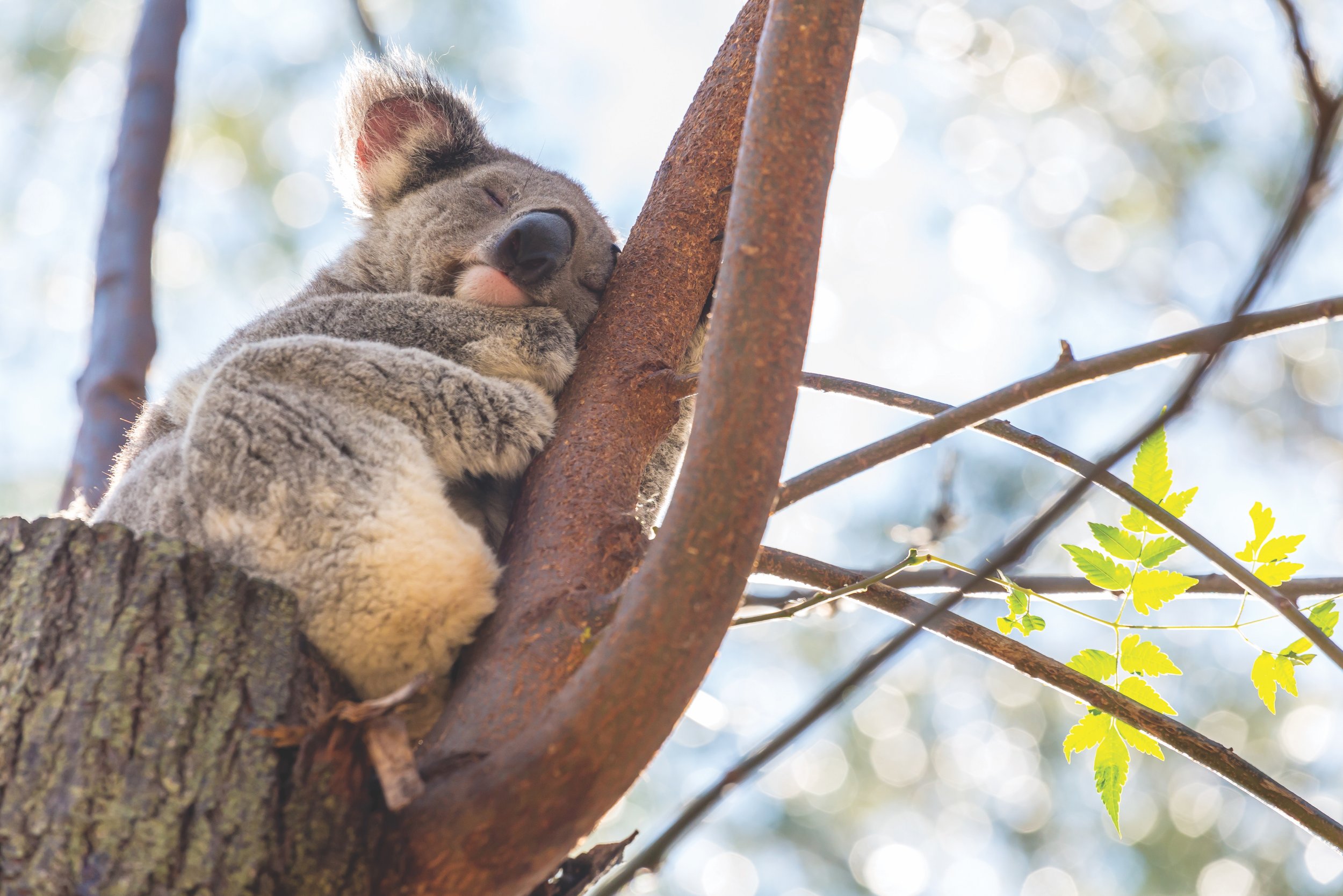  While the kangaroo may be the national animal, the cuddly koala bear is symbolic of the Land Down Under. 