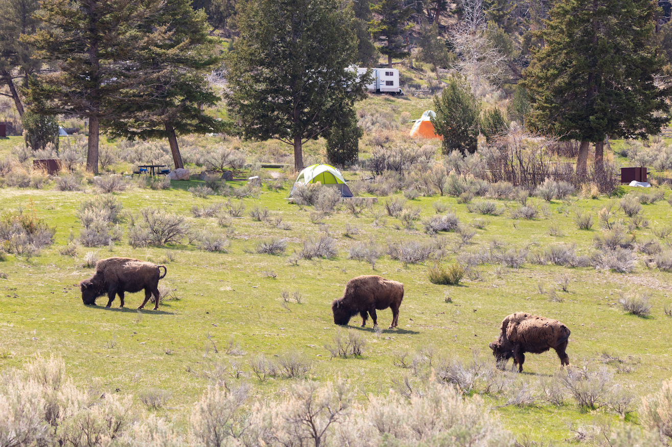  Among the abundant and diverse wildlife at Yellowstone National Park: bison grazing near tents in Mammoth Hot Springs Campground, and an elk cow grooming her calf ( photos courtesy National Park Service/Jacob W. Frank ).  