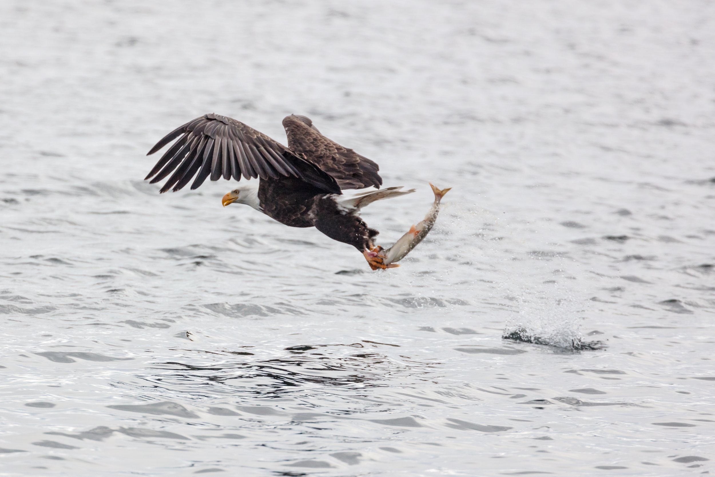  A bald eagle fishing on Yellowstone Lake ( photo courtesy National Park Service/ Jacob W. Frank ).  