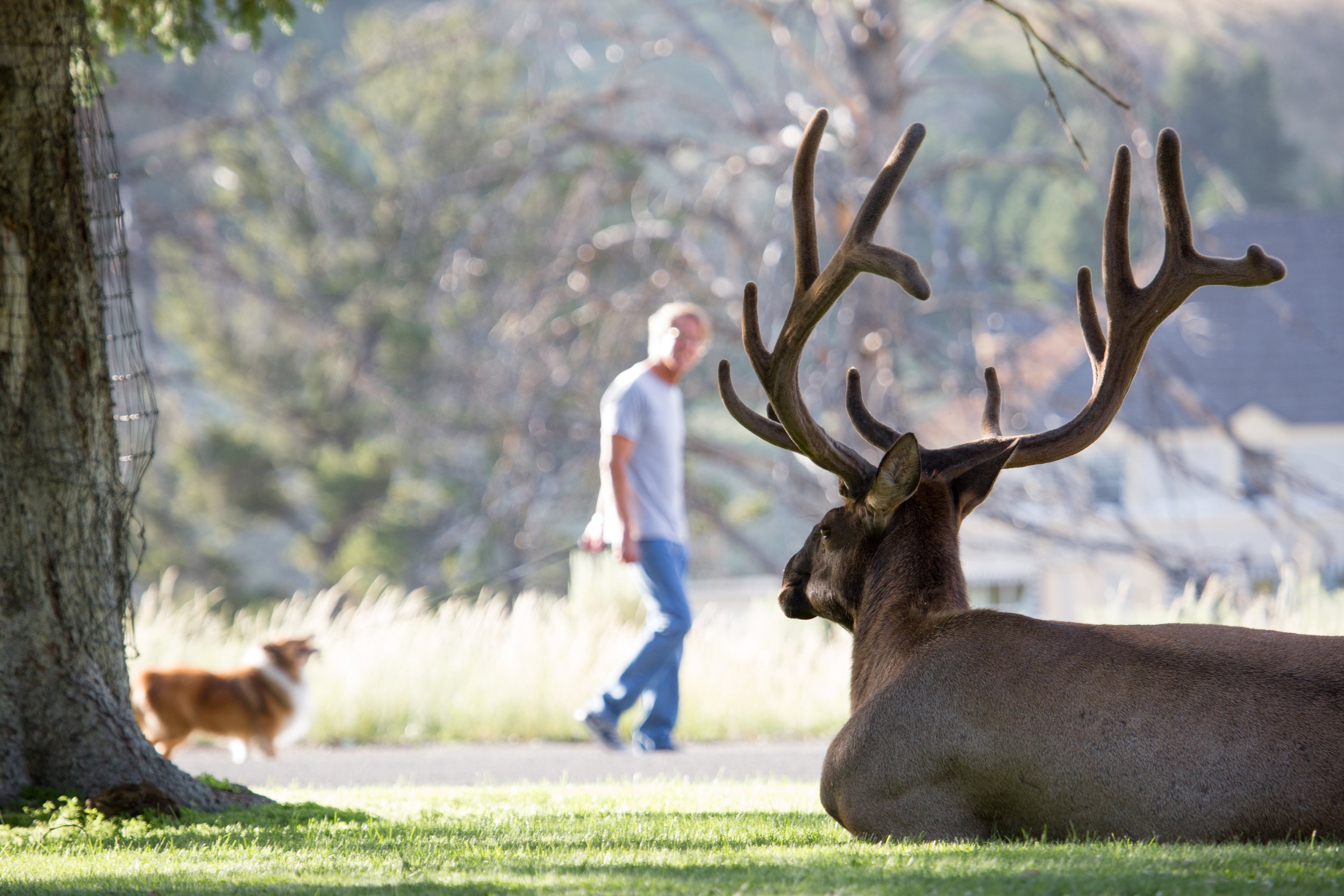  A bull elk rests in the grass at Mammoth Hot Springs ( photo courtesy National Park Service/ Neal Herbert ).  