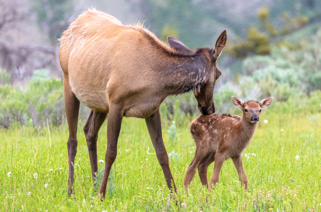  Among the abundant and diverse wildlife at Yellowstone National Park: bison grazing near tents in Mammoth Hot Springs Campground, and an elk cow grooming her calf ( photos courtesy National Park Service/Jacob W. Frank ).  