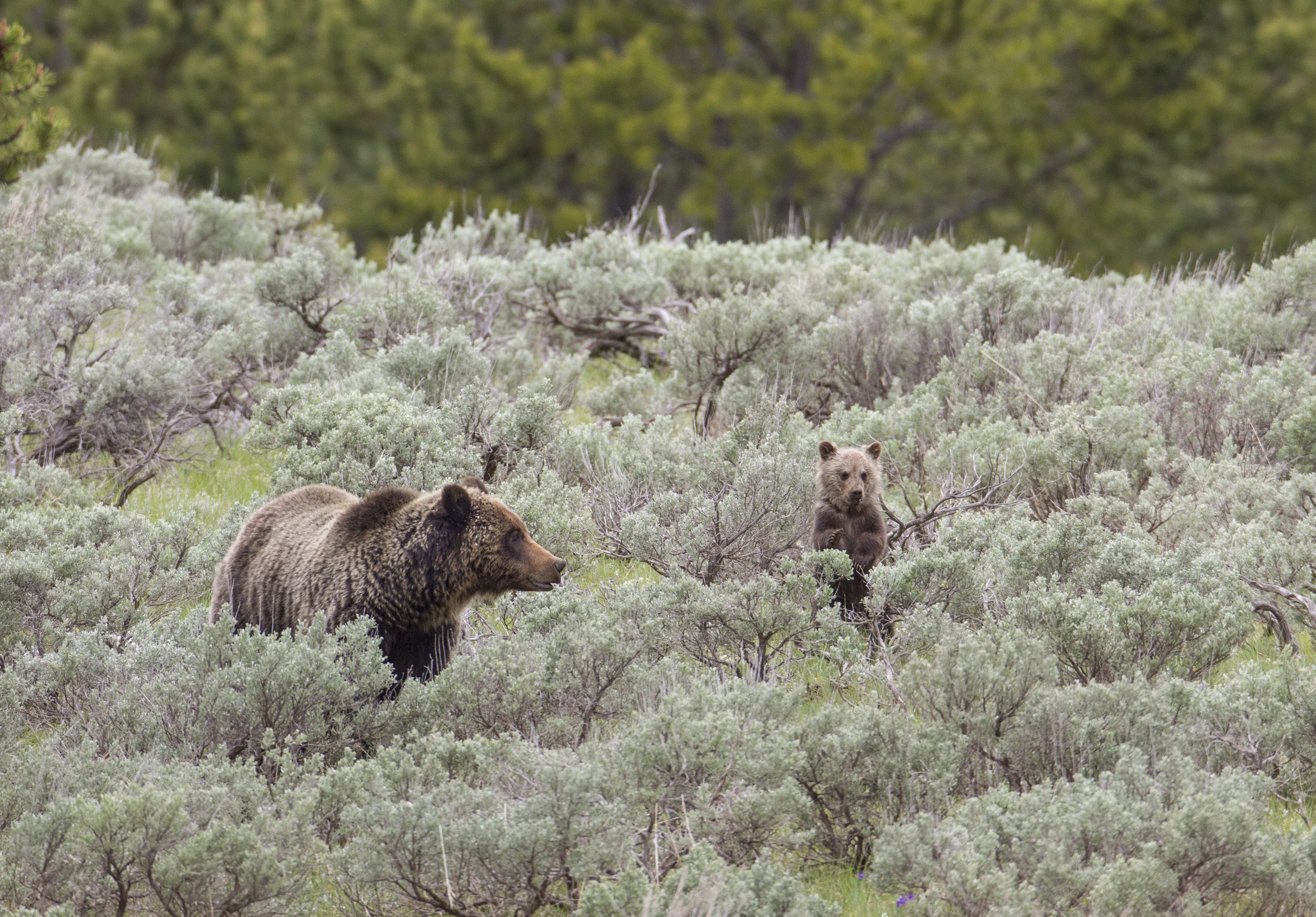  A grizzly sow and cub ( photo courtesy National Park Service/Jim Peaco ).  
