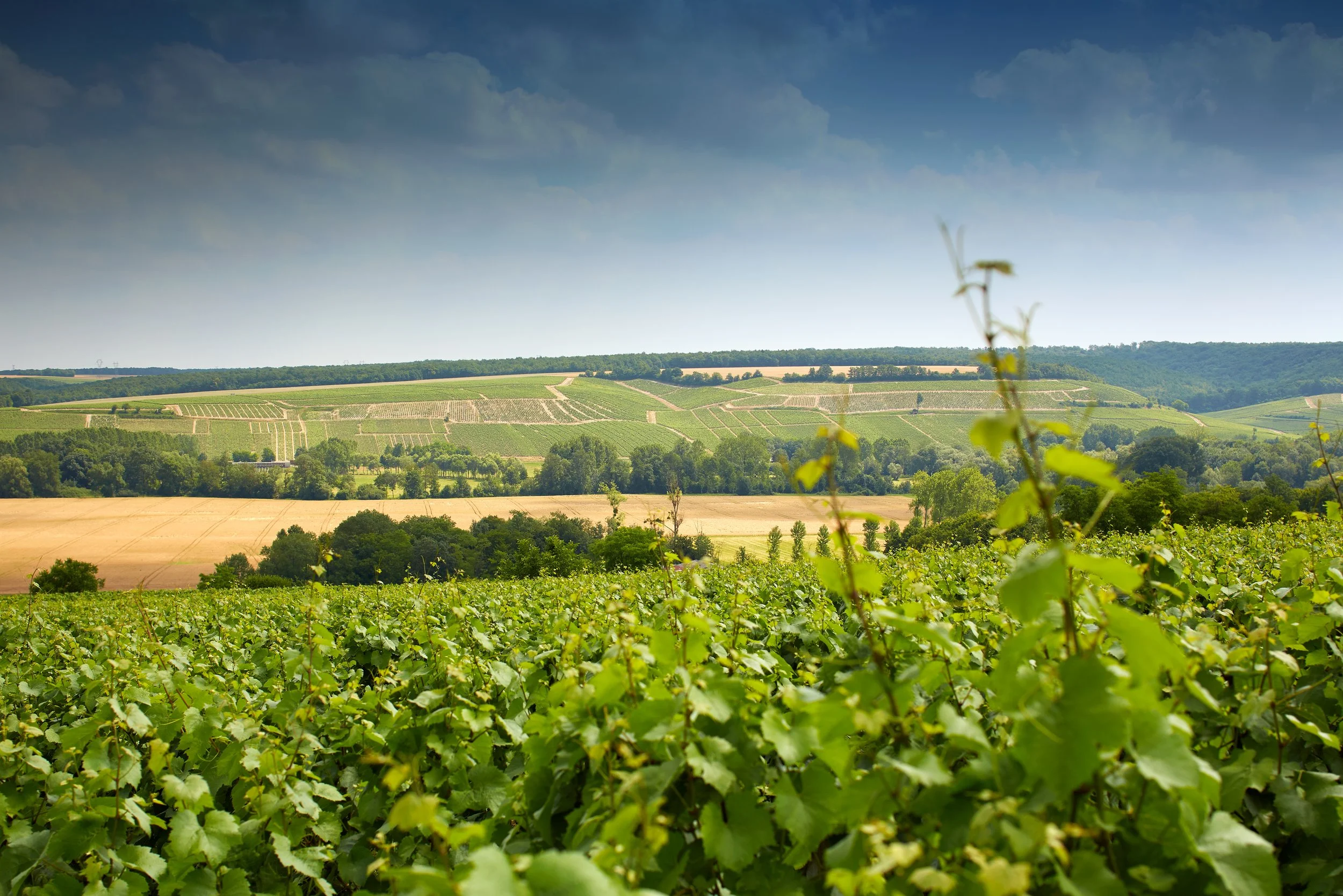 Holy Terroir