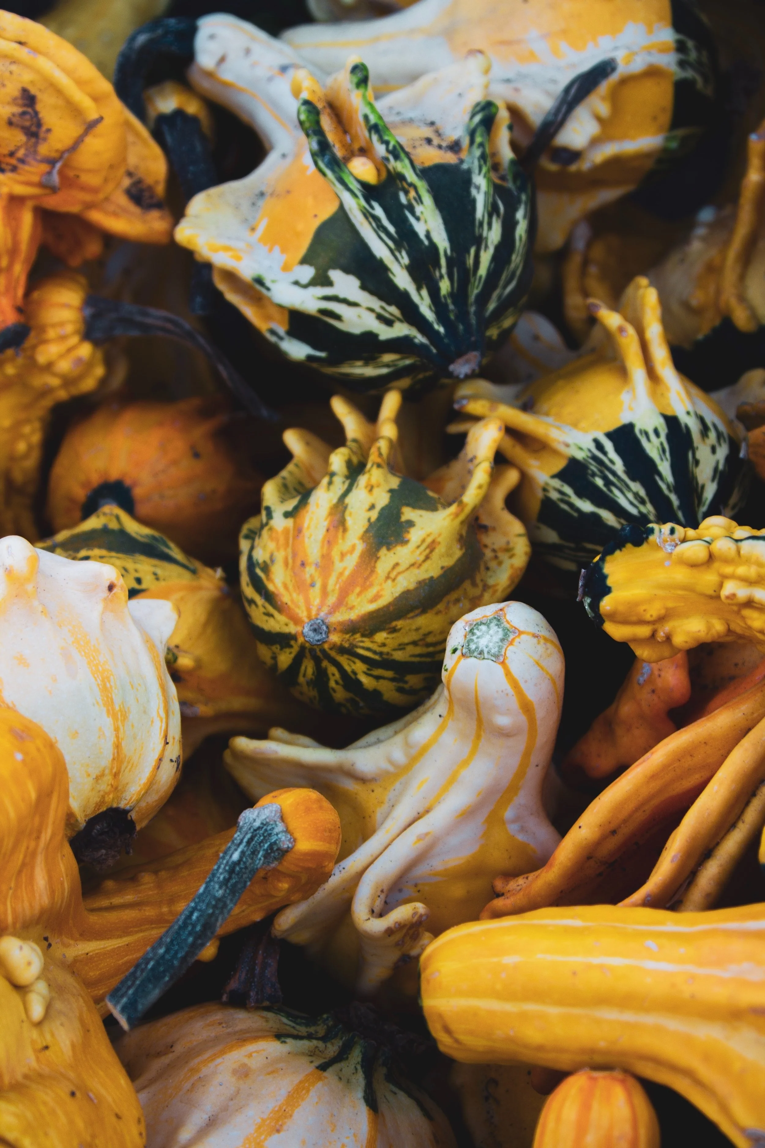 The Gourd Life