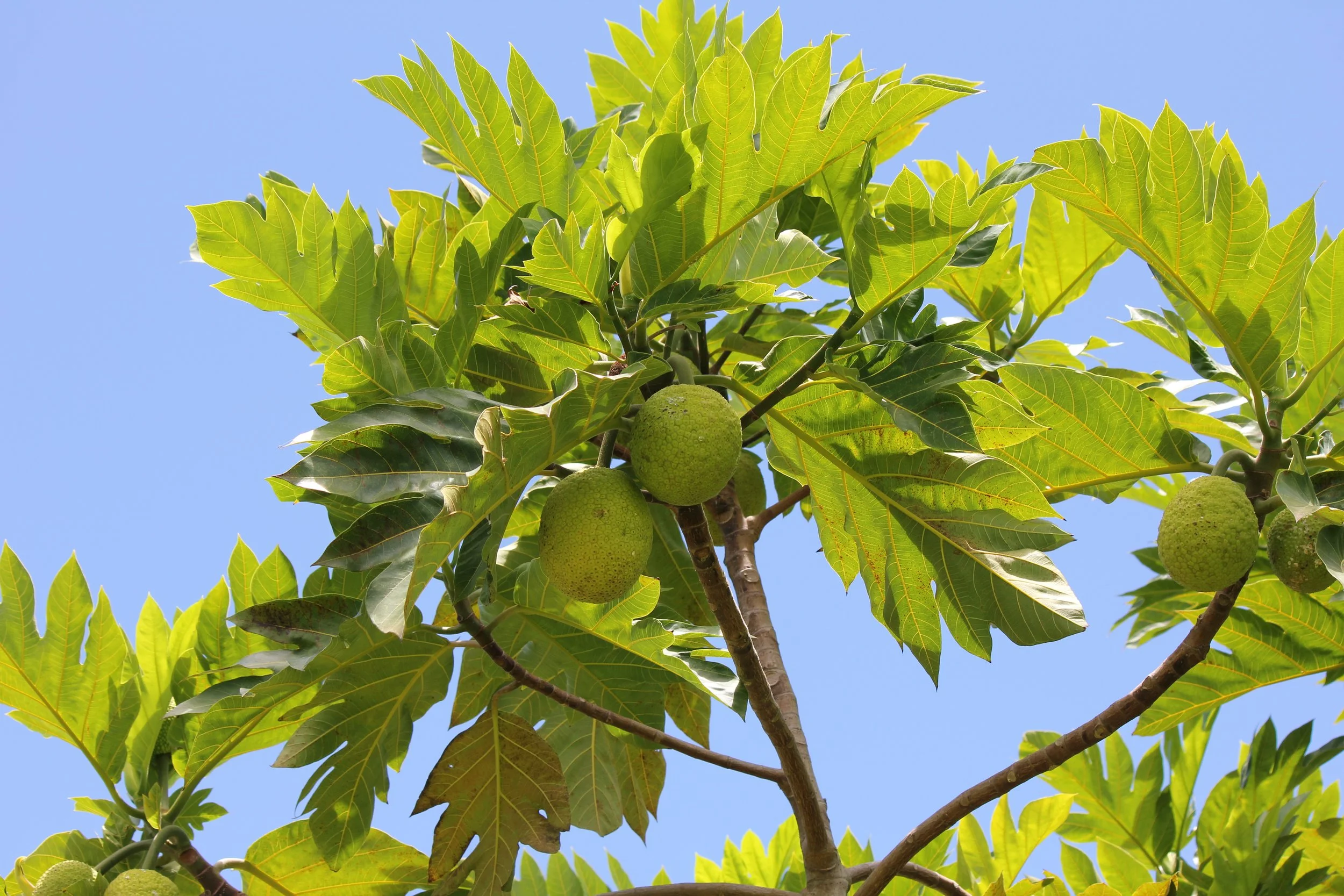 Breaking Breadfruit