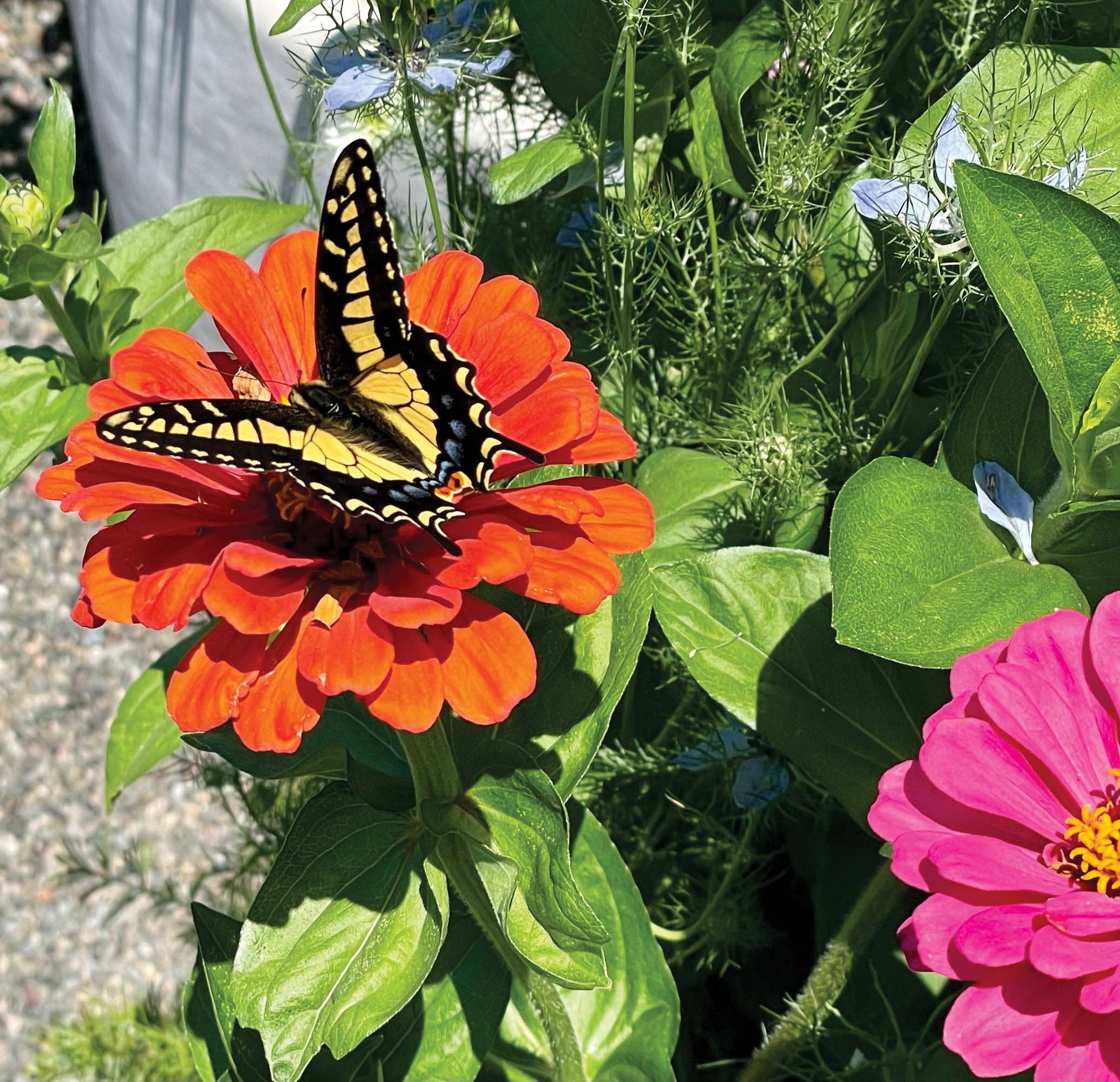  Swallowtail butterfly in the Dawn Ranch Kitchen Garden.  Photo by Jefferson Finney  