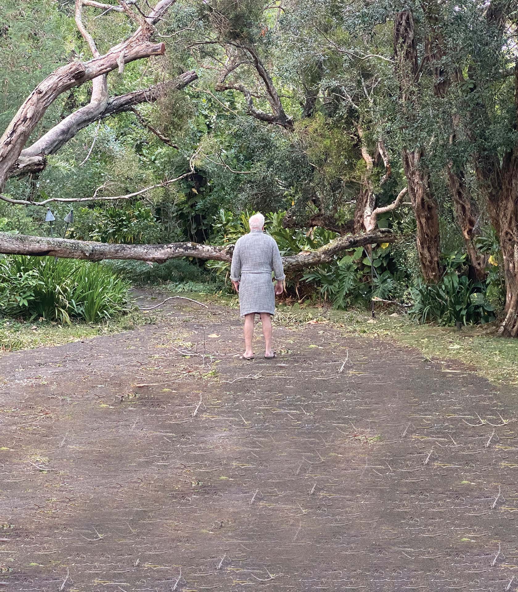  6:30 a.m.  Tree damage survey, Tantalus 