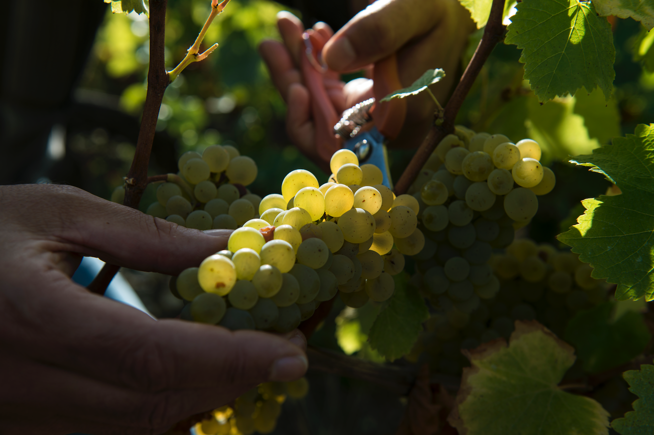  Sauvignon blanc grapes make Domaine Henri Bourgeois’ esteemed bottlings.   Photos courtesy Domaine Henri Bourgeois, sauvignon blanc photo courtesy © Jean-Philippe Ehrmann  