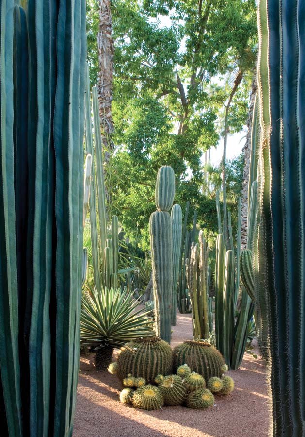  One of the most vibrant gardens&nbsp;in the world is hidden behind&nbsp;the non-descript wall that lines&nbsp;the outskirts of Marrakech.   © Foundation Jardin Majorelle - Photo Nicolas Matheus  