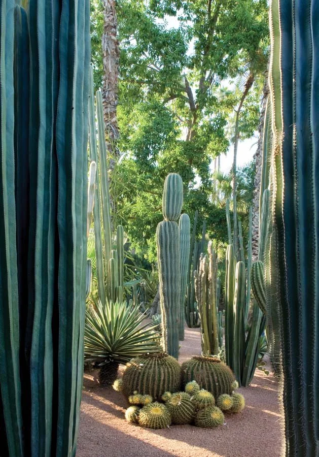 One of the most vibrant gardens in the world is hidden behind the non-descript wall that lines the outskirts of Marrakech. © Foundation Jardin Majorelle - Photo Nicolas Matheus