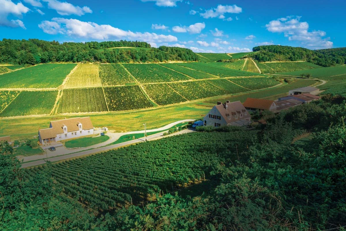 Chablis Chic