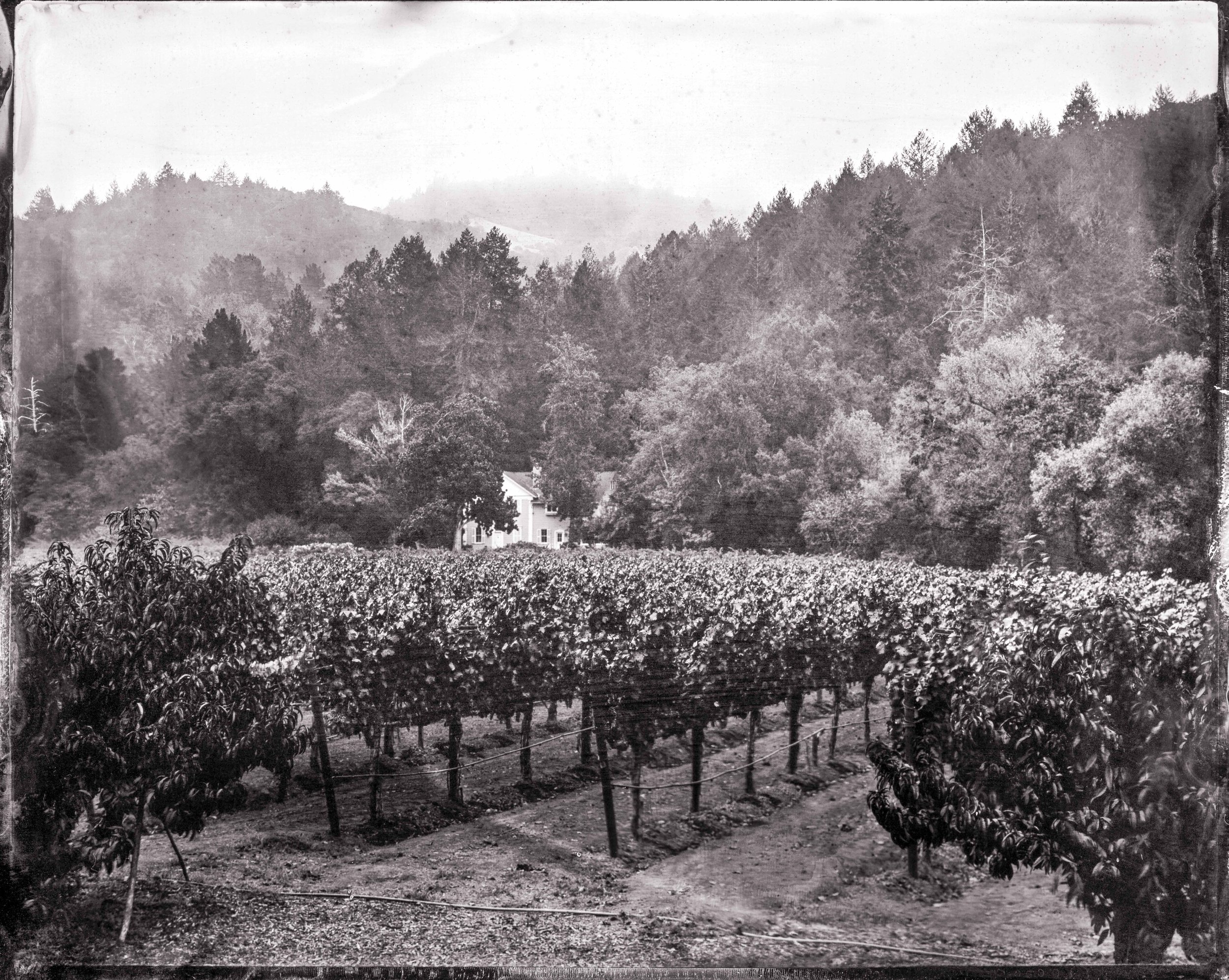 SAVOR_Wines Scarecrow_12.25_SC_SPSumm_2015_026 copy.jpg