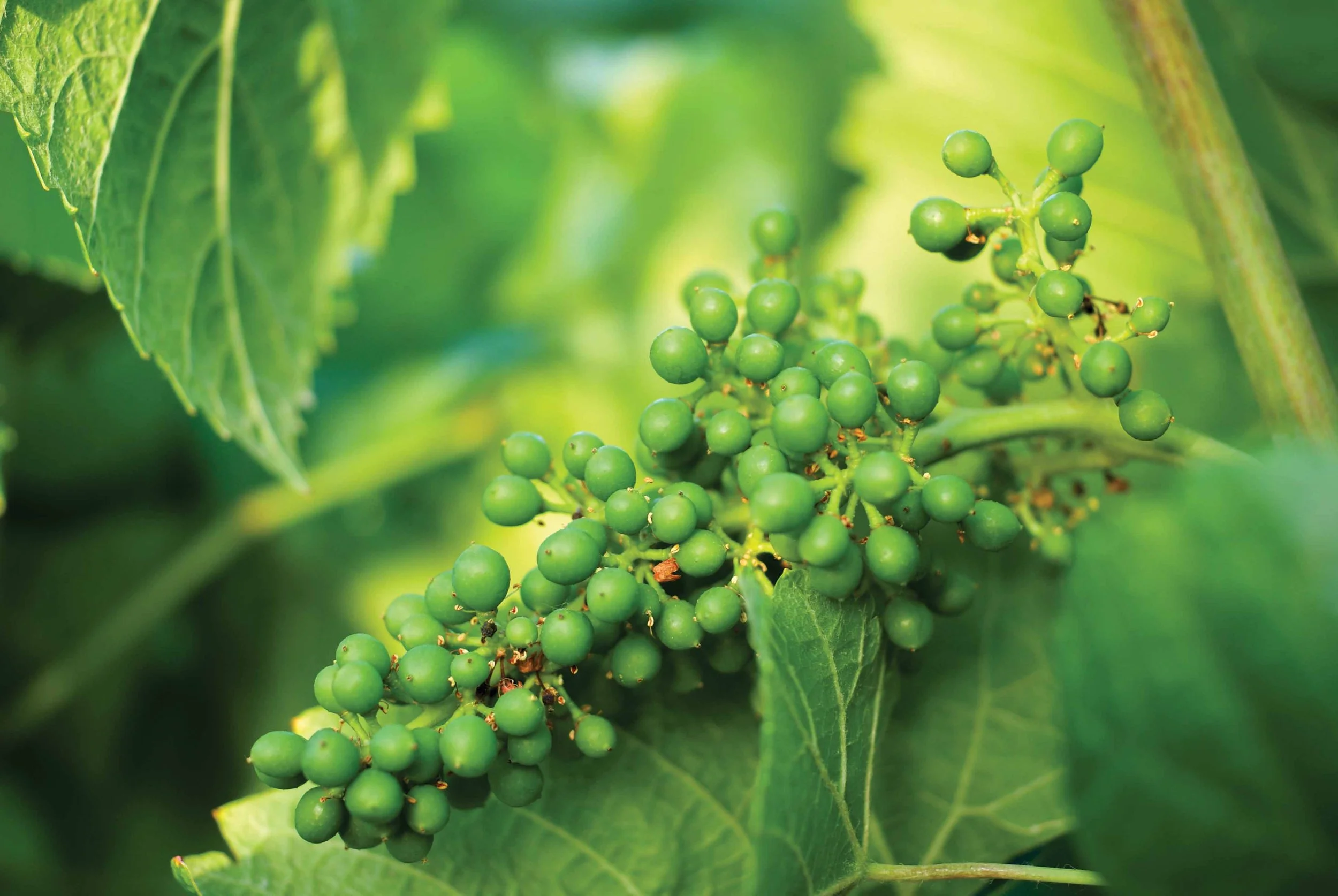 Wine_Champagne MARGUET_Nick Kuchar by Jonathan Simonji_2 -nouaison.jpg