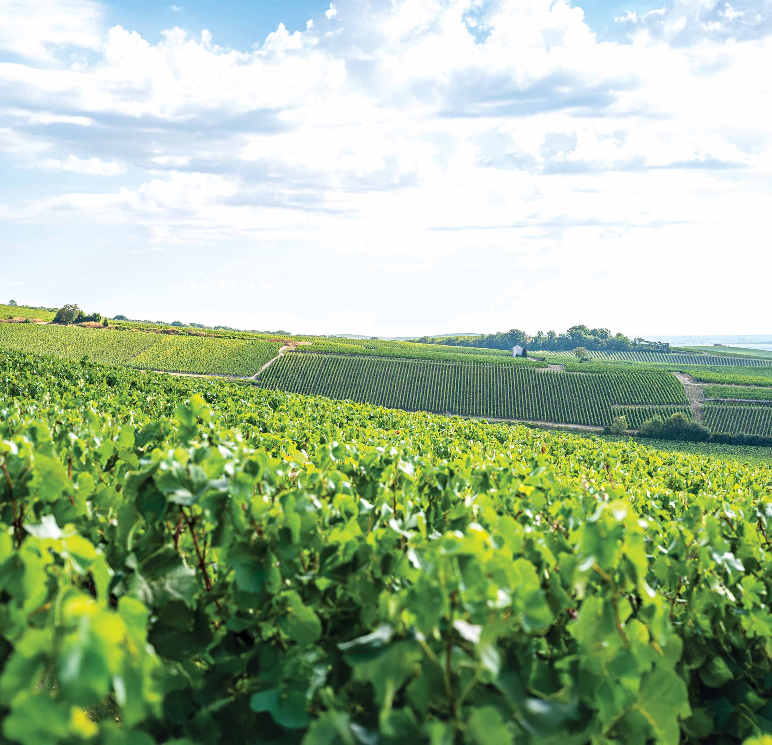  Both philosophies spring from a desire to move away from conventional industrial agriculture, which relies heavily on synthetic chemicals and artificial inputs. 