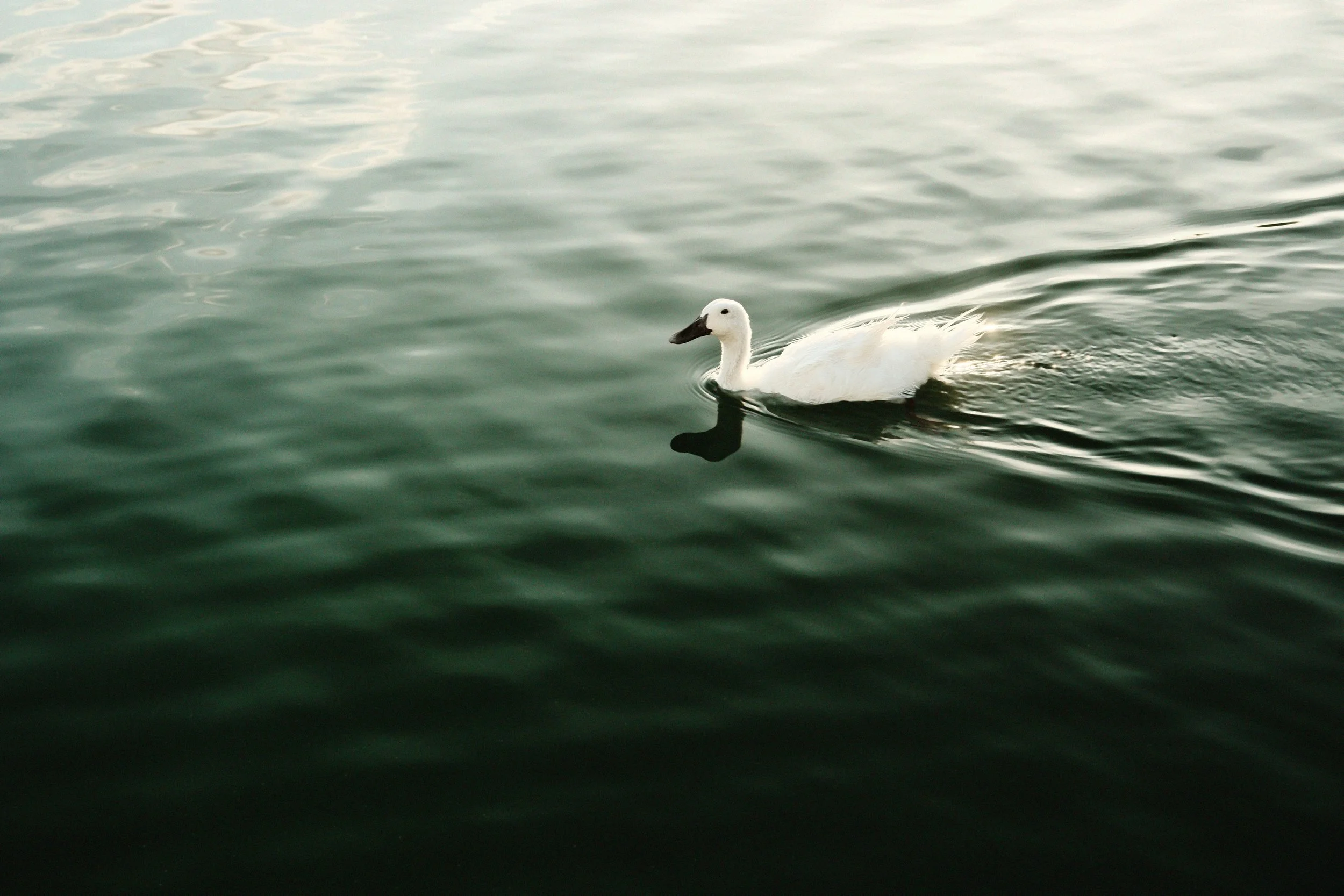 DSCF3195-Edit.jpg