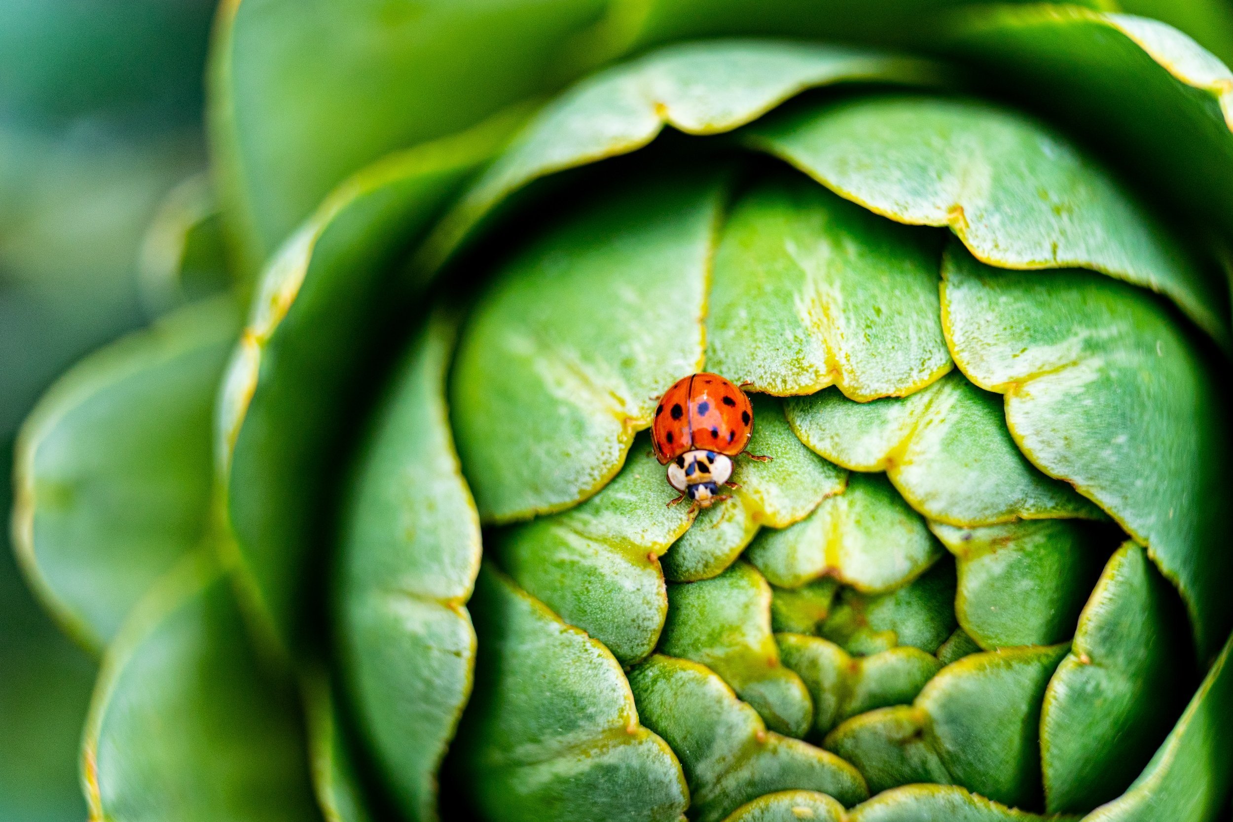 Happy+Healthy+Caro+Naturopath+Nutritionst+Herbalist+-+Ladybug+on+artichoke.jpg
