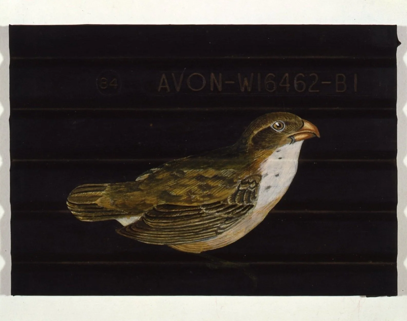 Mark Wallinger, Natural Selection, 1988. (detail 2).jpg