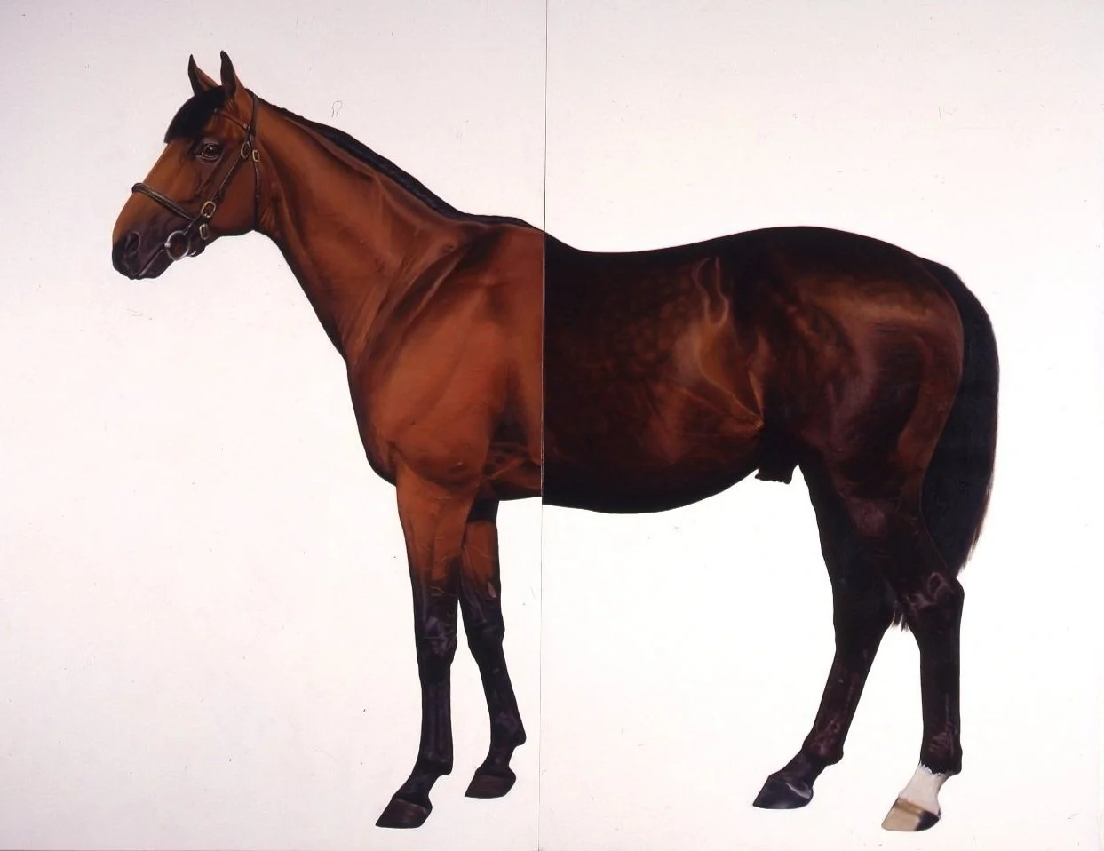 Mark Wallinger, Half-Brothers, (Jupiter Island and Precocious), 1994-95.jpg