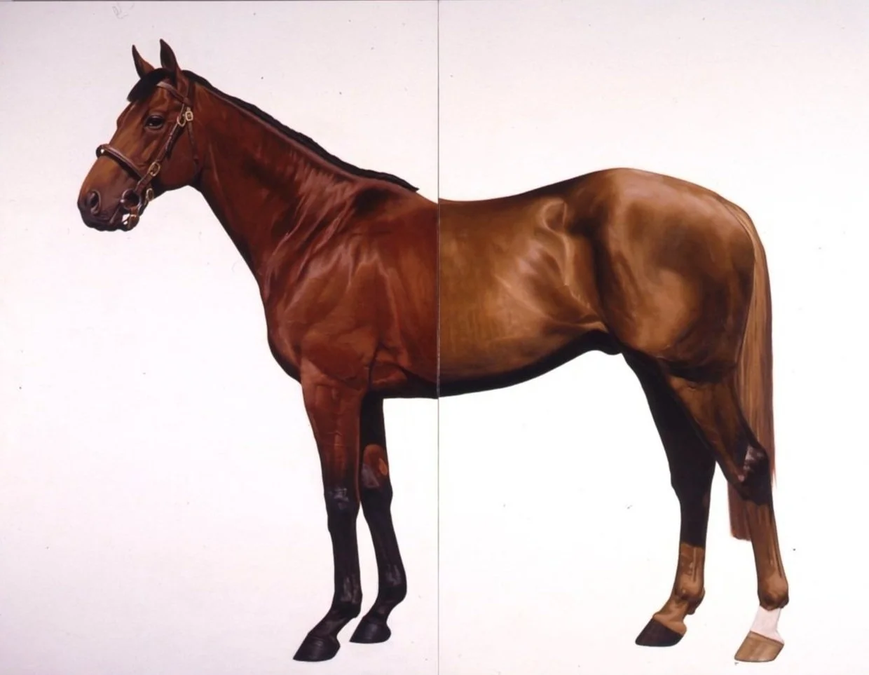 Mark Wallinger, Half-Brothers (Unfuwain Nashwan), 1994-95.jpg