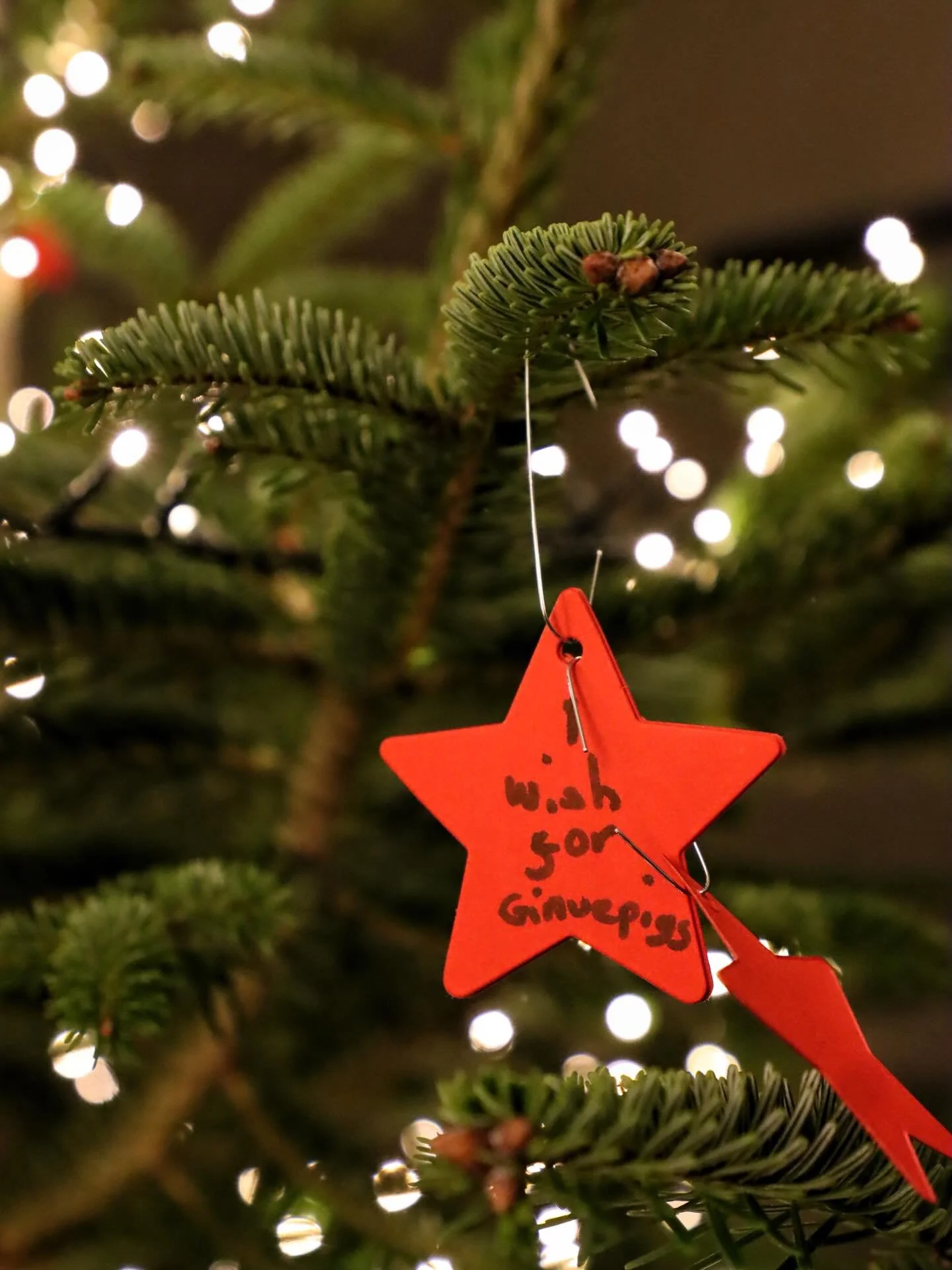 🎄 Make a Christmas Wish at YALM! 🎄

We&rsquo;ve just put up our Christmas trees downstairs and they&rsquo;re looking a little bare&hellip;

So we need you (and your little ones!) to help fill them with festive magic.

Grab a star, write down your C