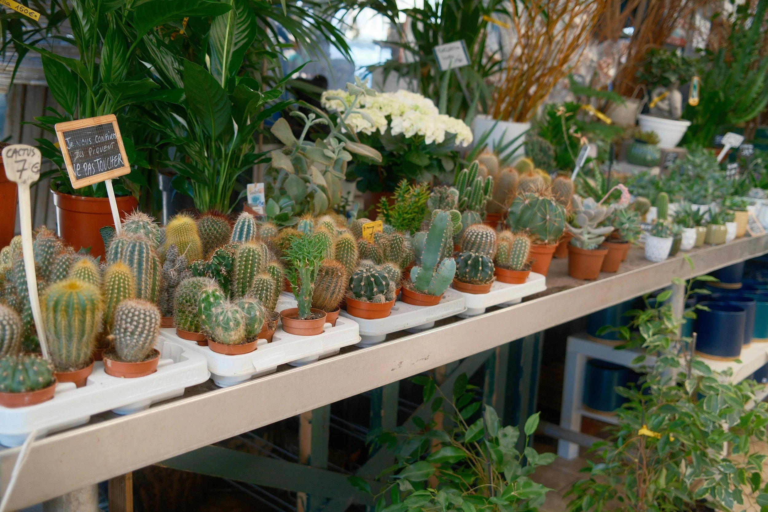 Plant Stall 2026