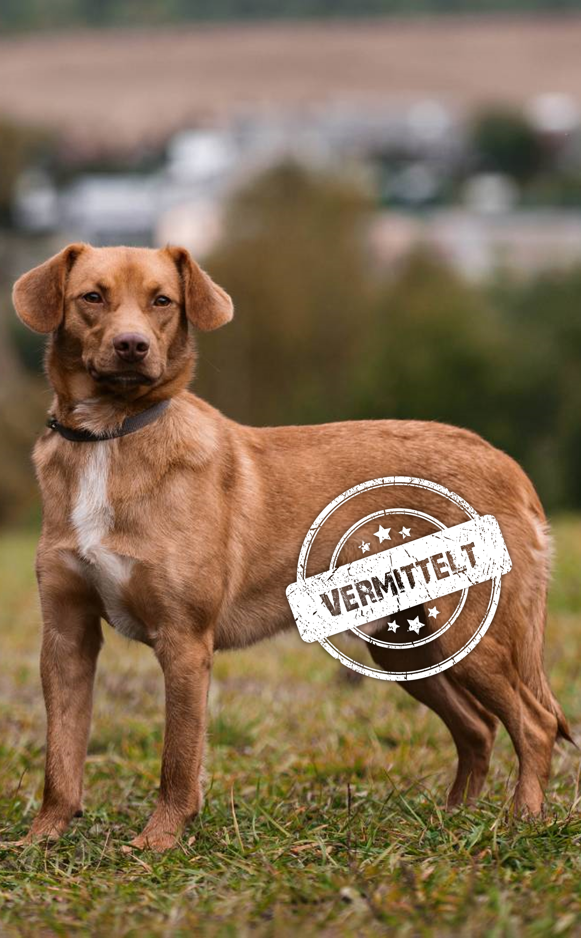 Toby-vermittelt.png