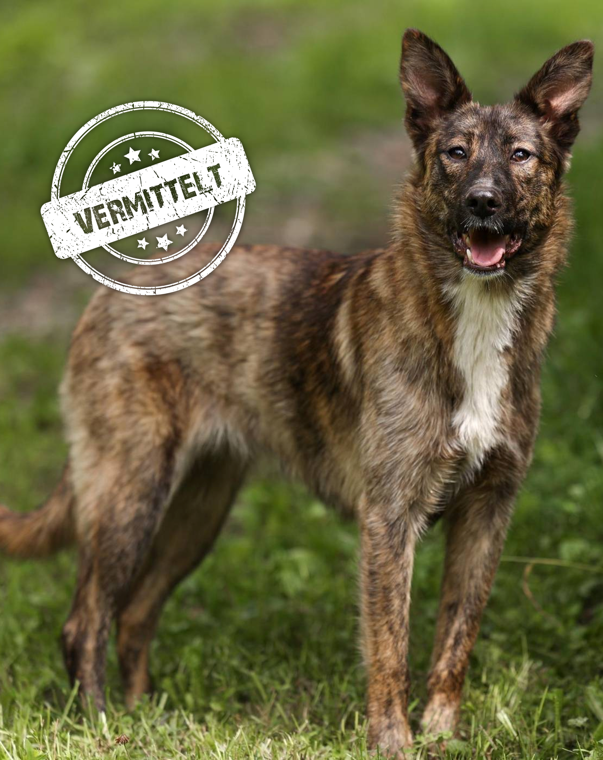 Yuma-vermittelt.png
