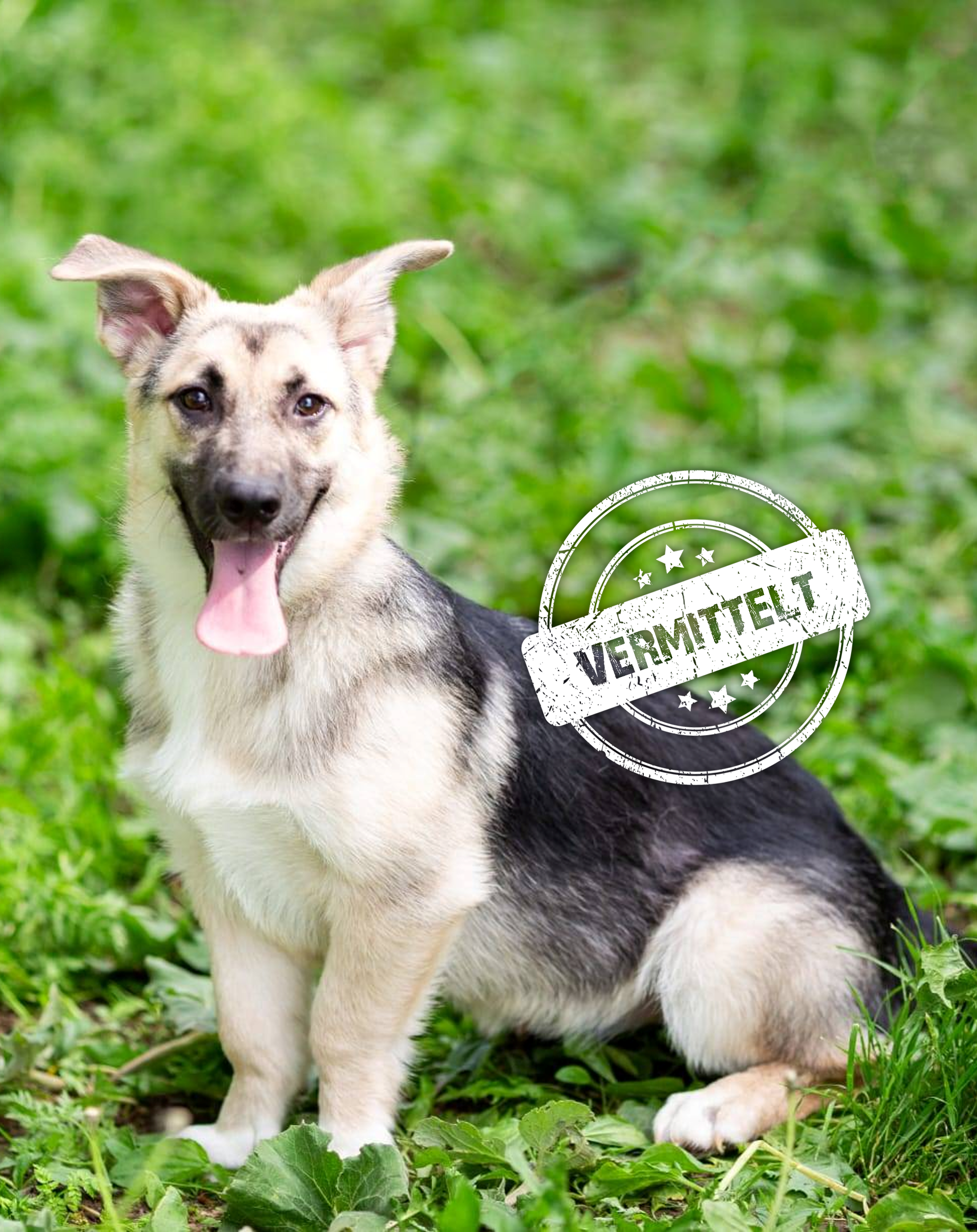 Busia-vermittelt.png