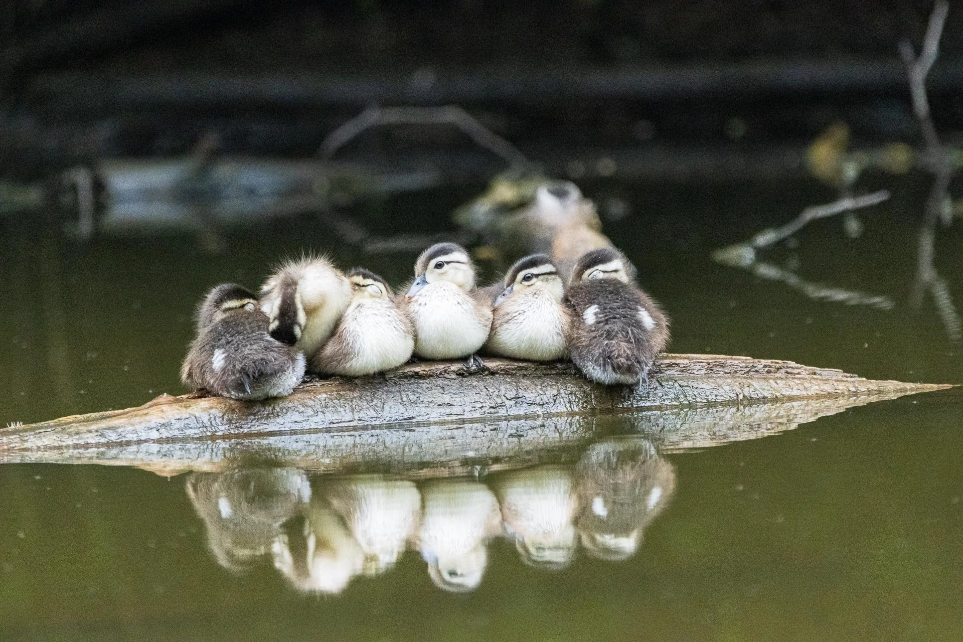 Ducklings