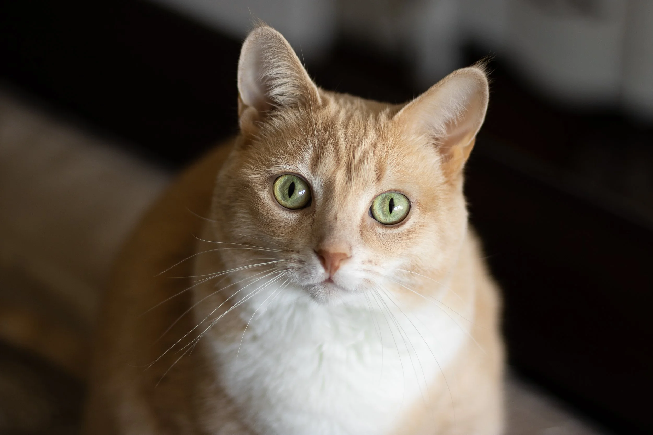 Pekoe.jpg