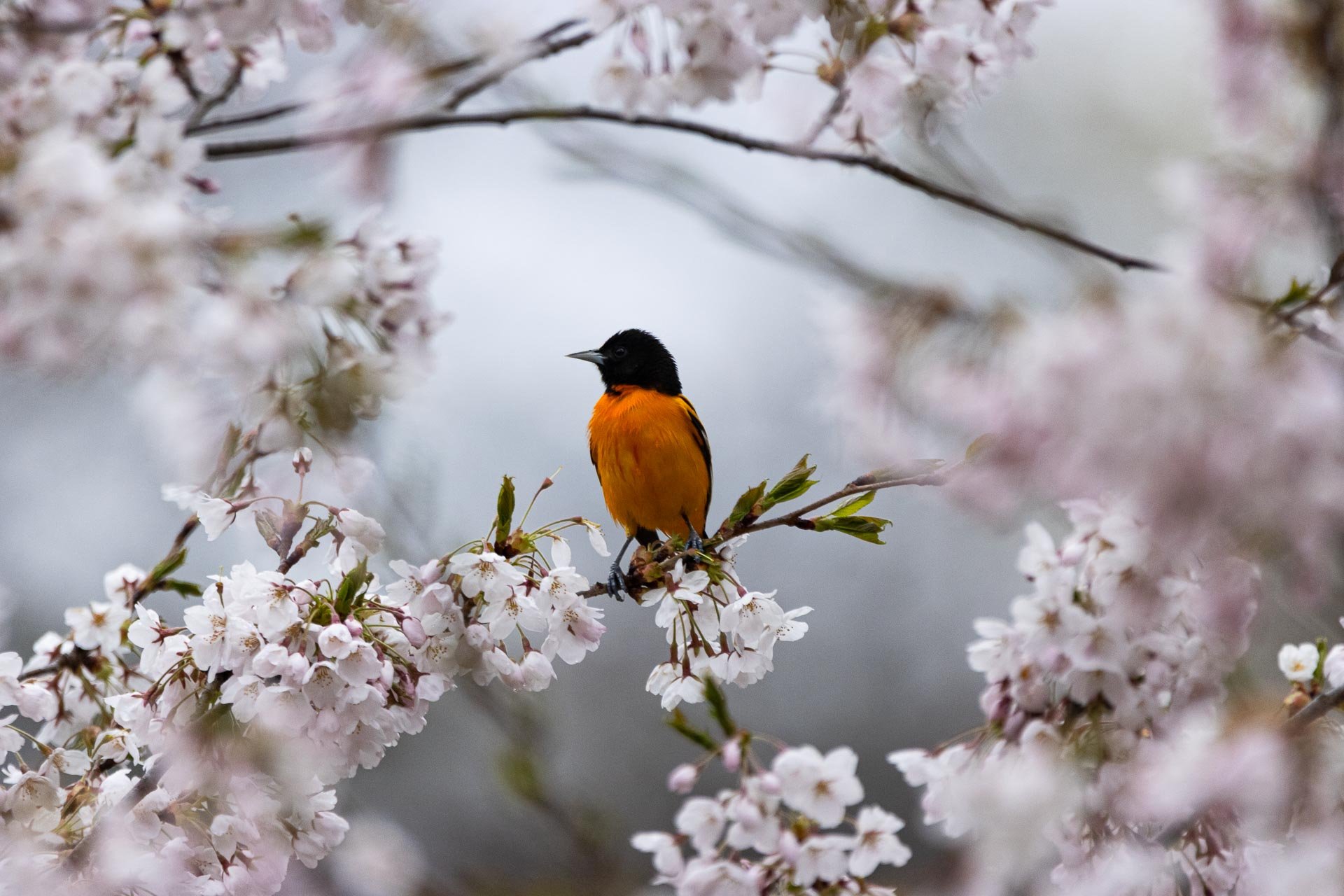 Oriole in the Sakura