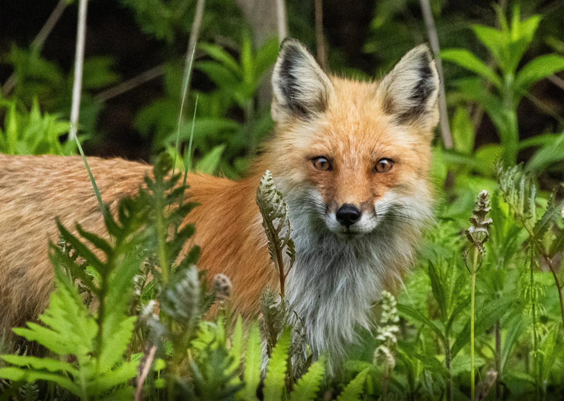 Red Fox Vixen