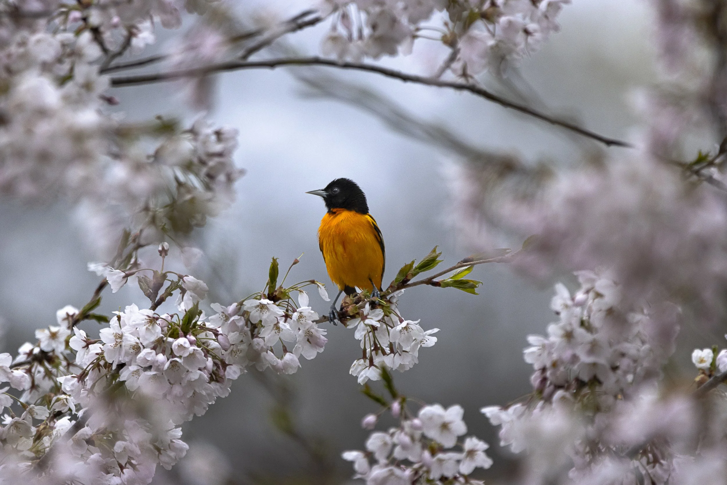 A small black and yellow bird perched on a branch among pink cherry blossoms.