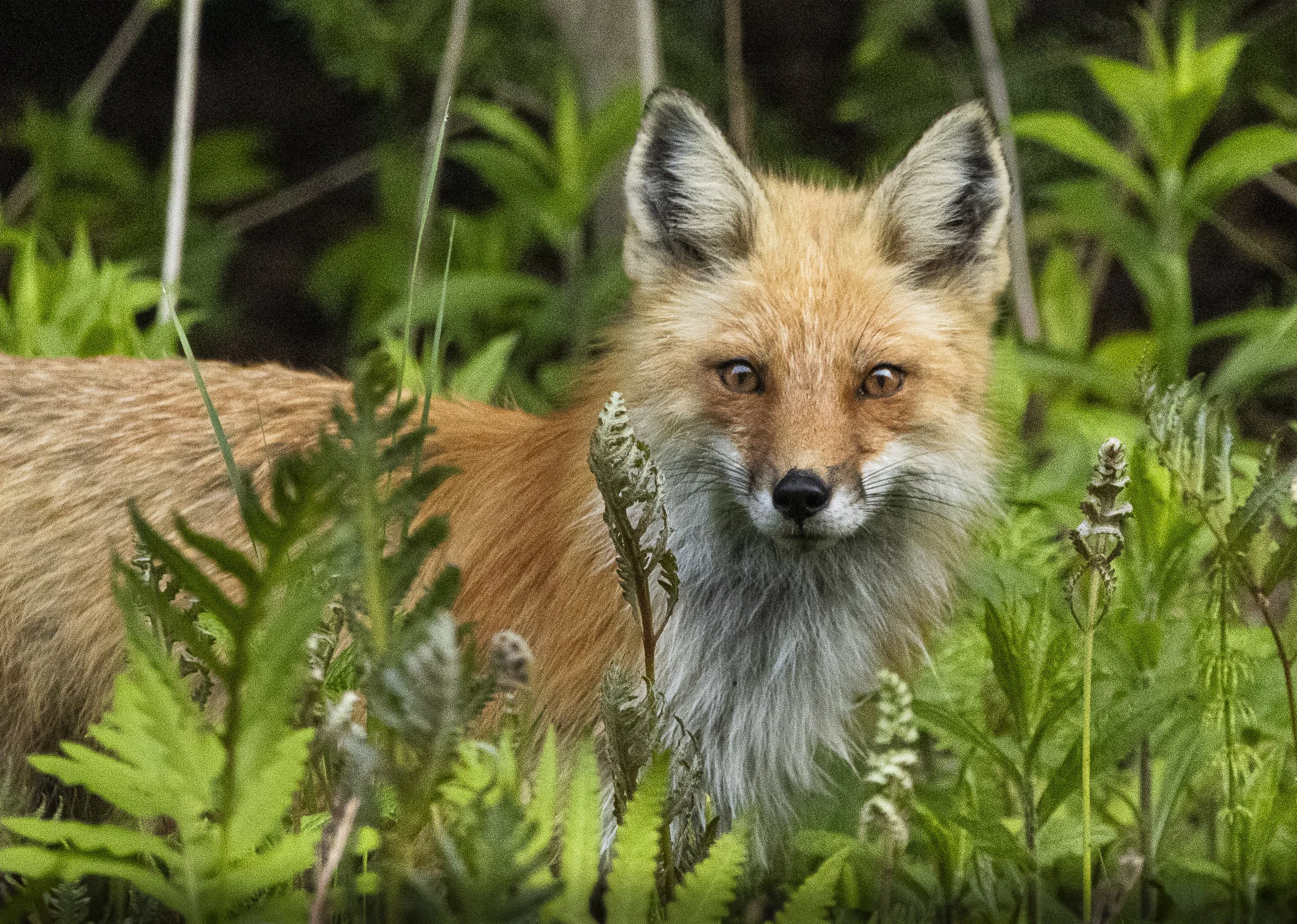 A red fox with orange fur and a white chest and face, surrounded by green foliage in a natural setting.