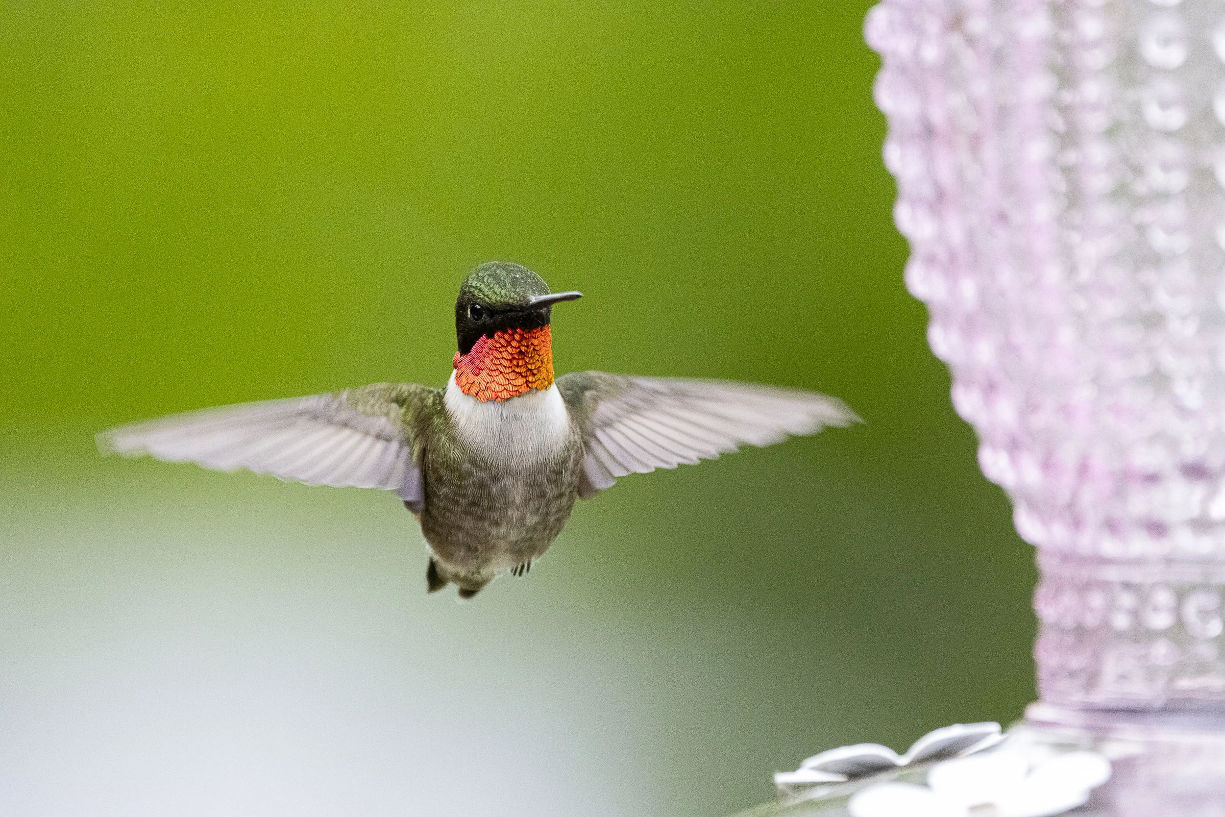 Ruby-Throated Hummingbird