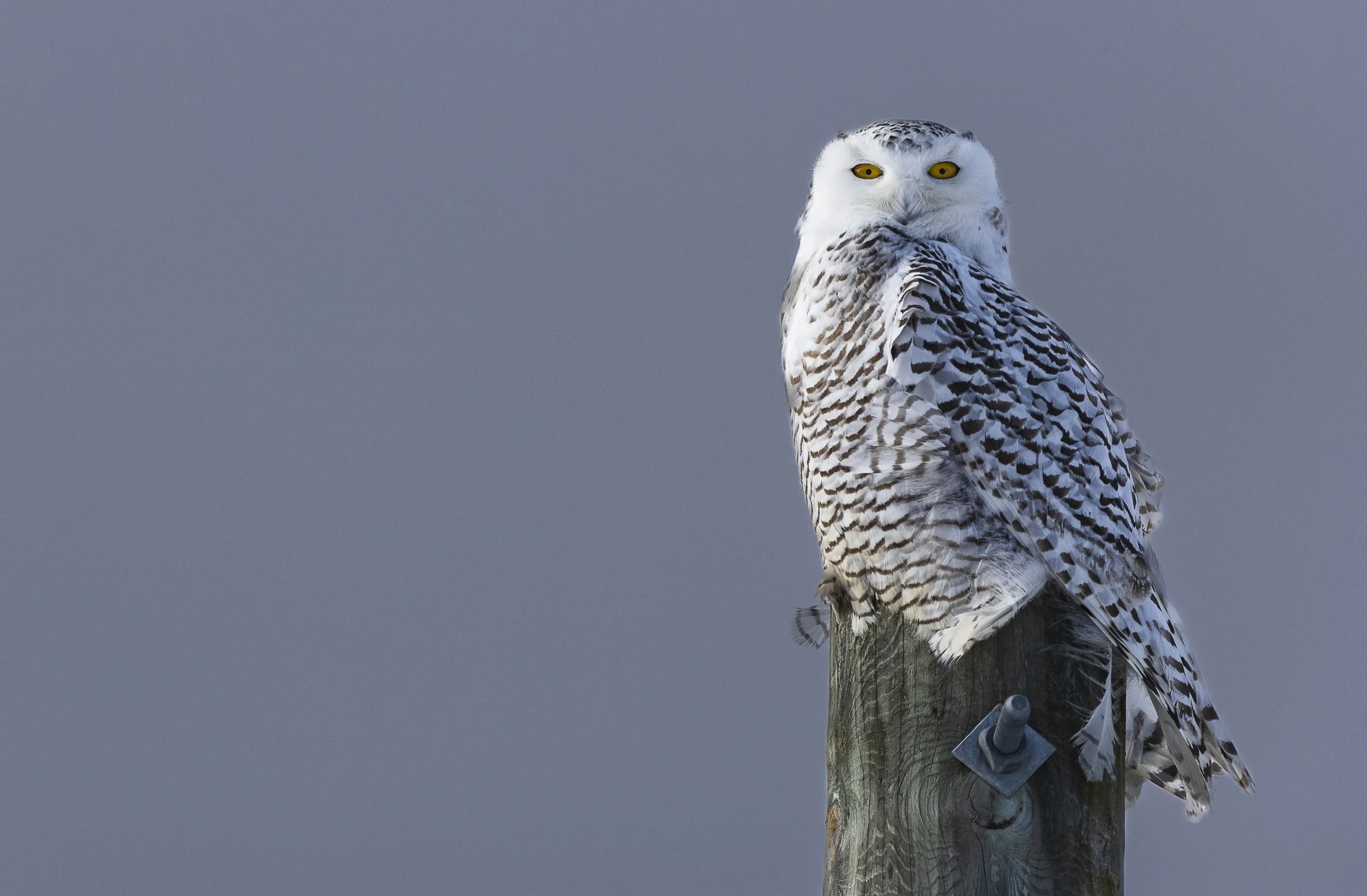 Snowy Owl