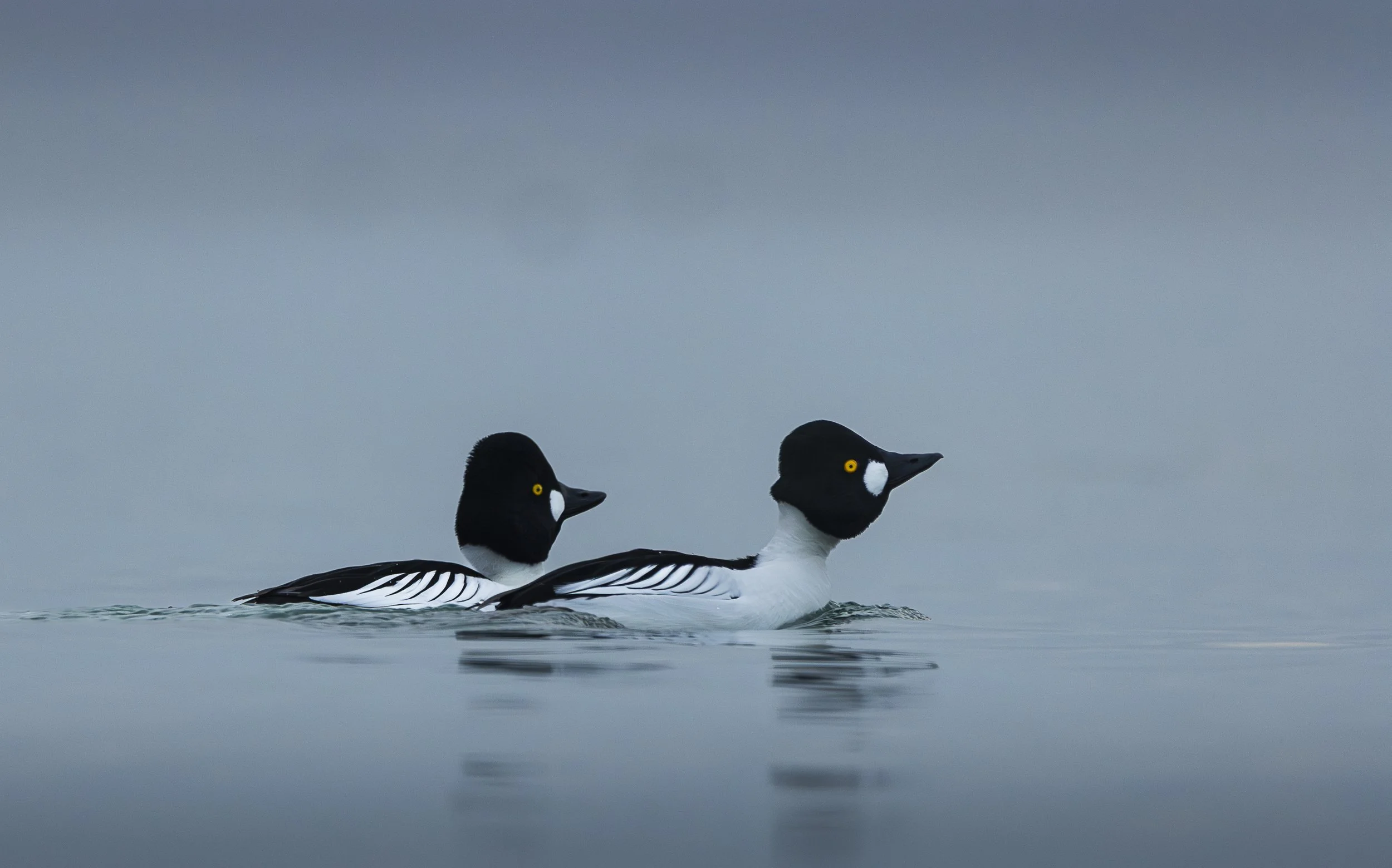 Two common goldeneye ducks swimming on a calm body of water with a gray, overcast sky in the background.