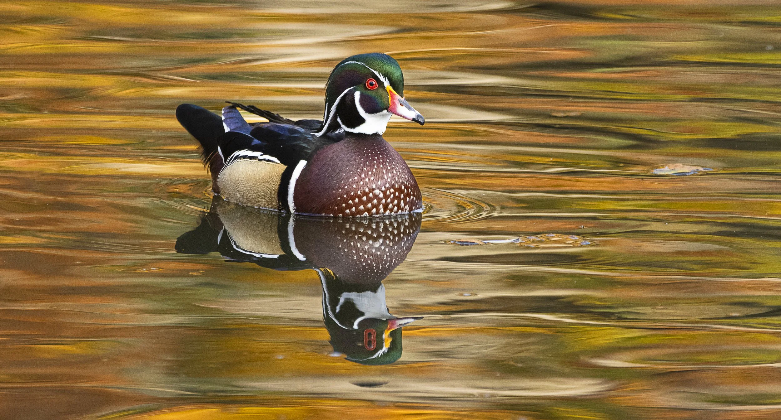 Wood Duck Drake