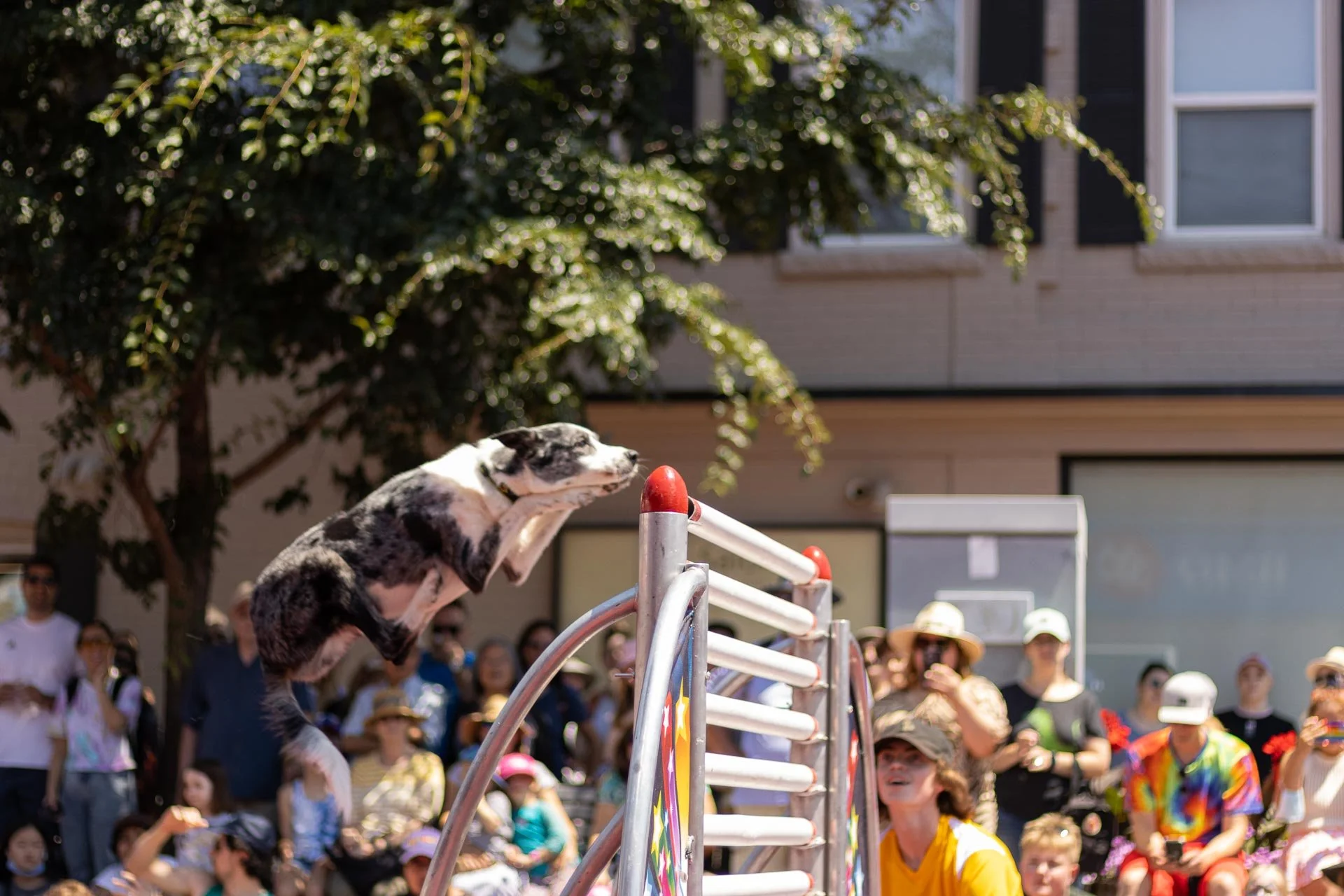 A dog performing a jump during a public event with a crowd watching, some filming with phones, in front of a tree and buildings.