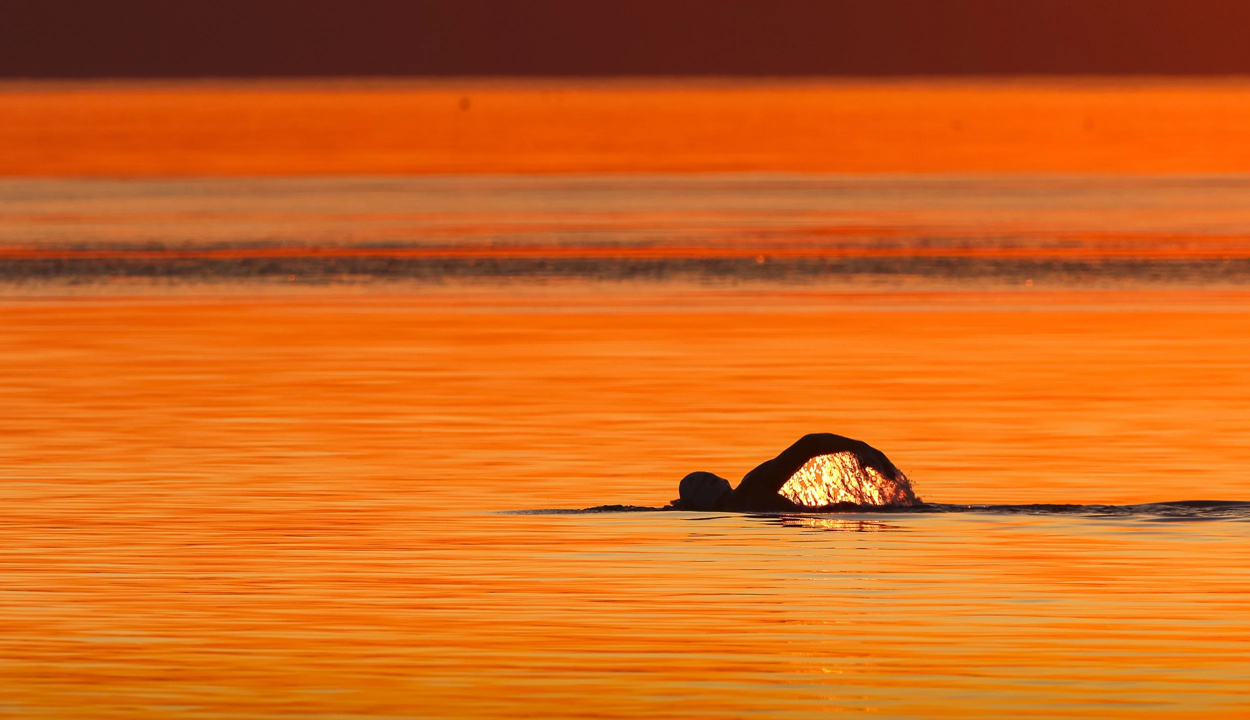 Sunrise Swimmer